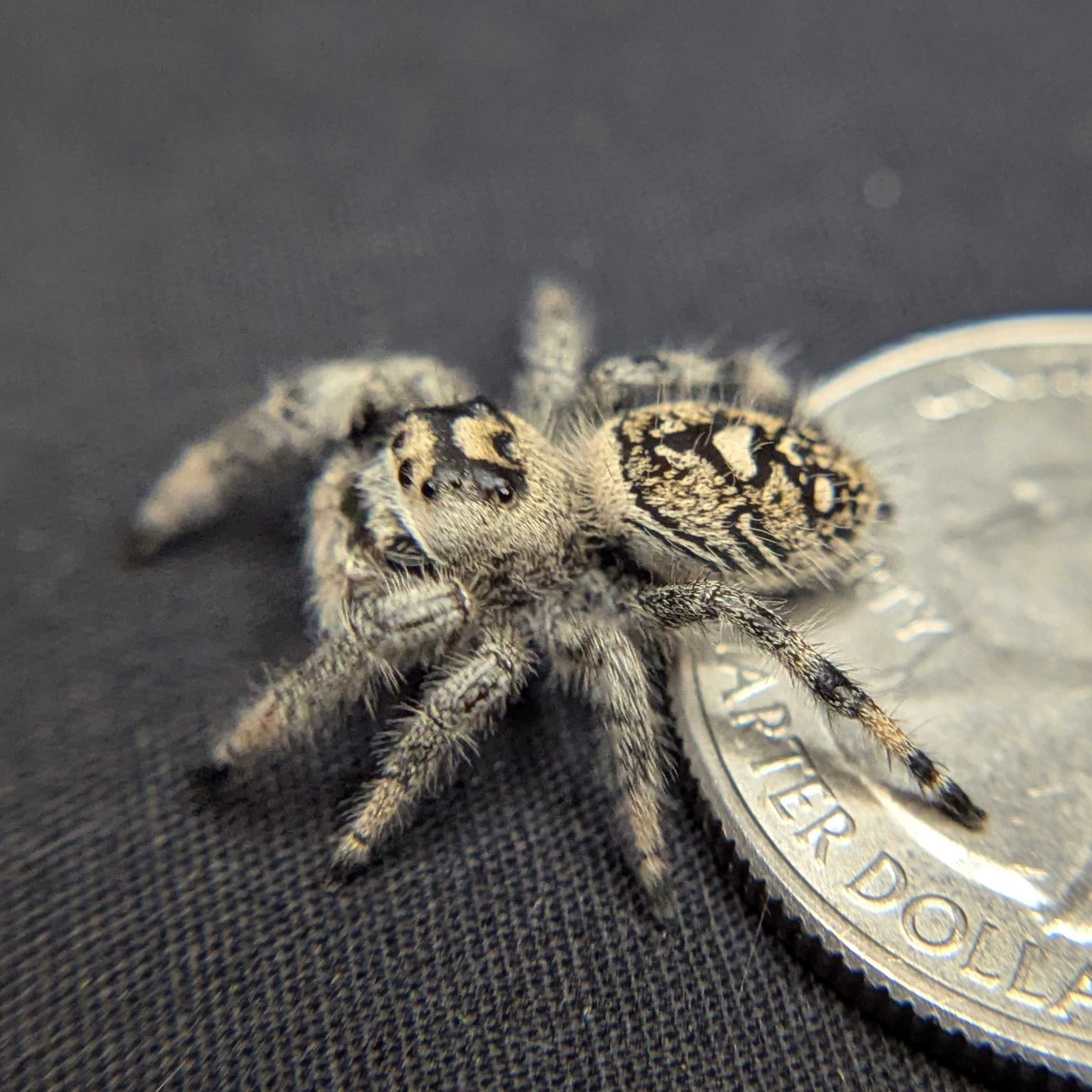 Female Regal Jumping Spider Marshmellow - Side View
