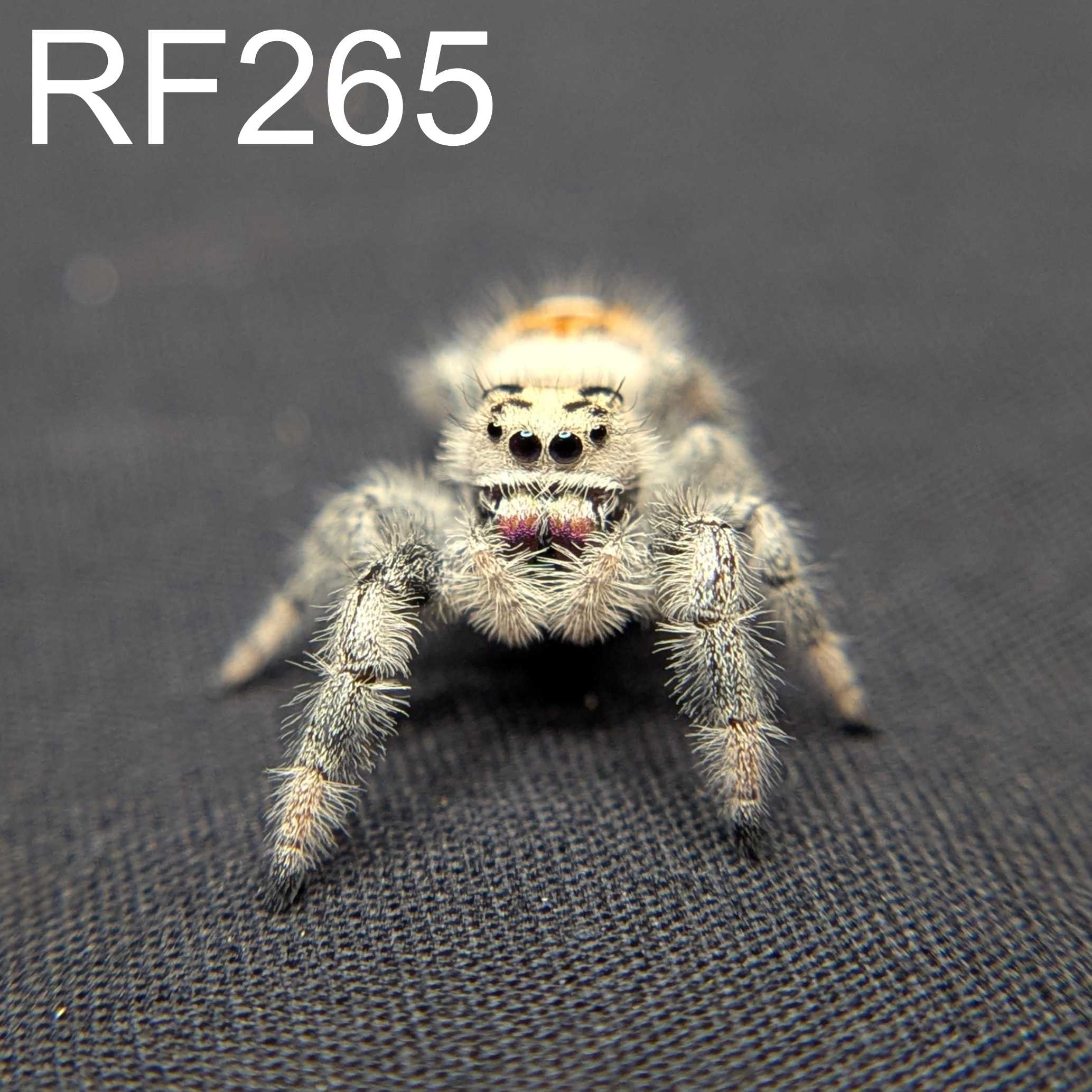 Regal Jumping Spider “Petal”
