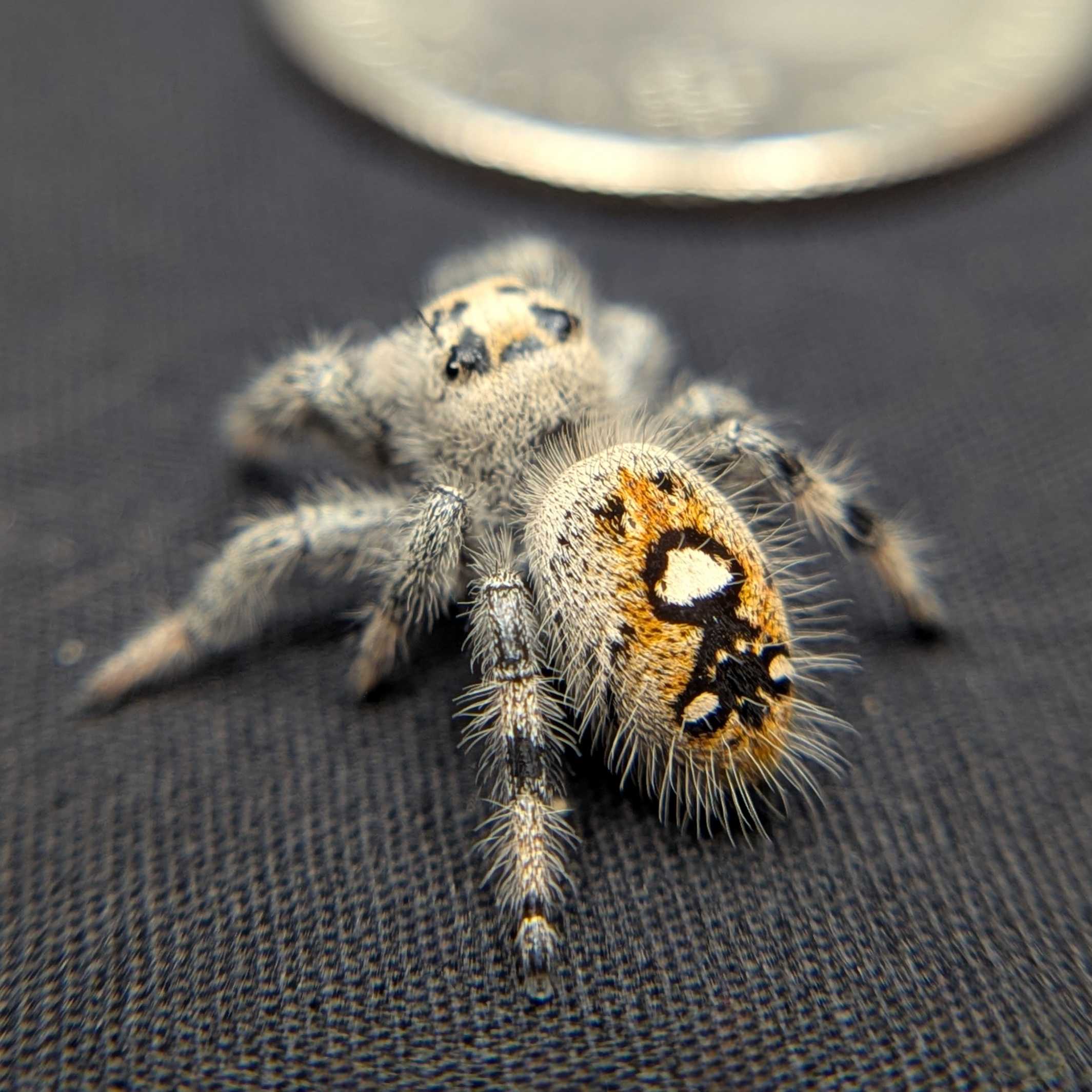 Regal Jumping Spider “Petal”