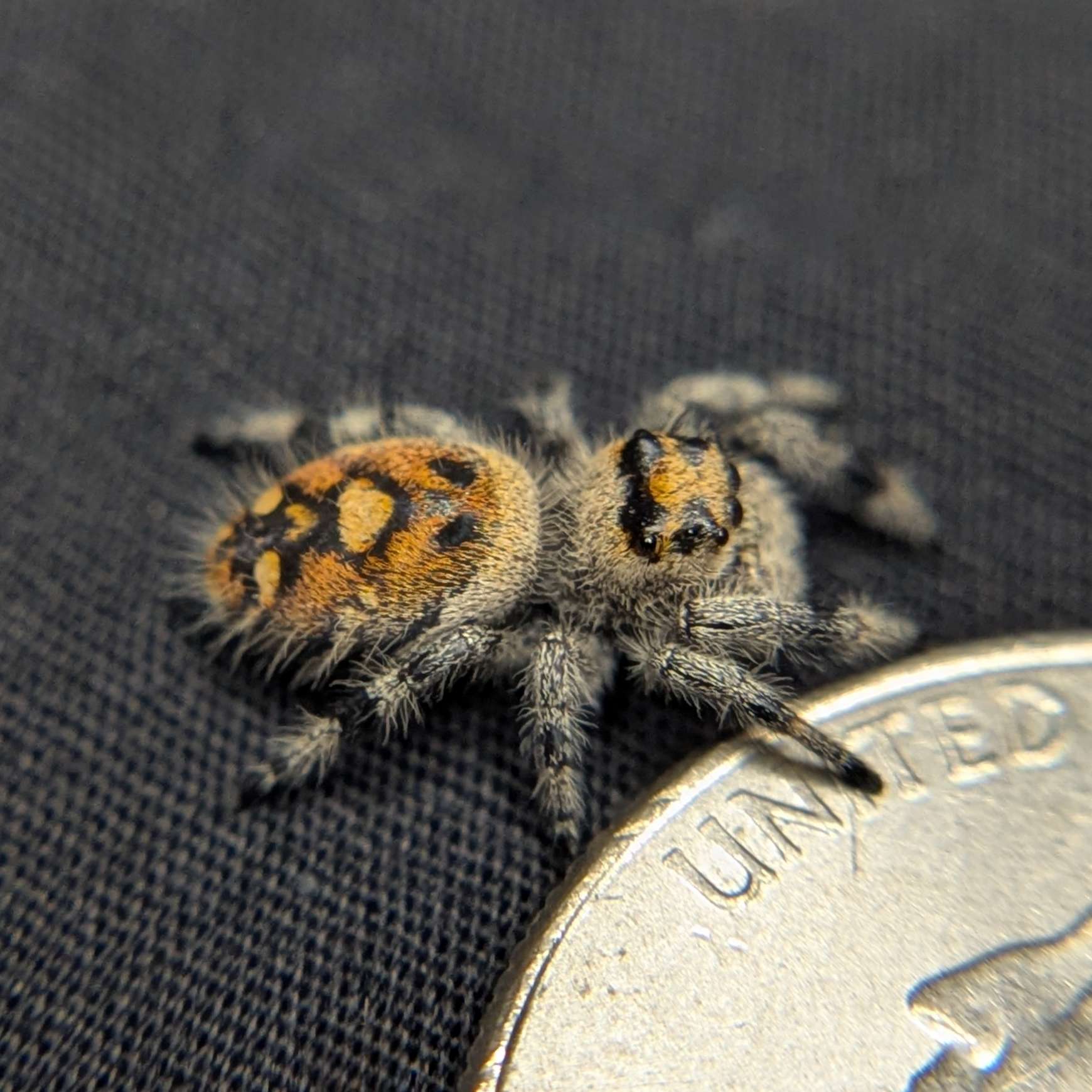 Female Regal Jumping Spider Marzipan - Top View