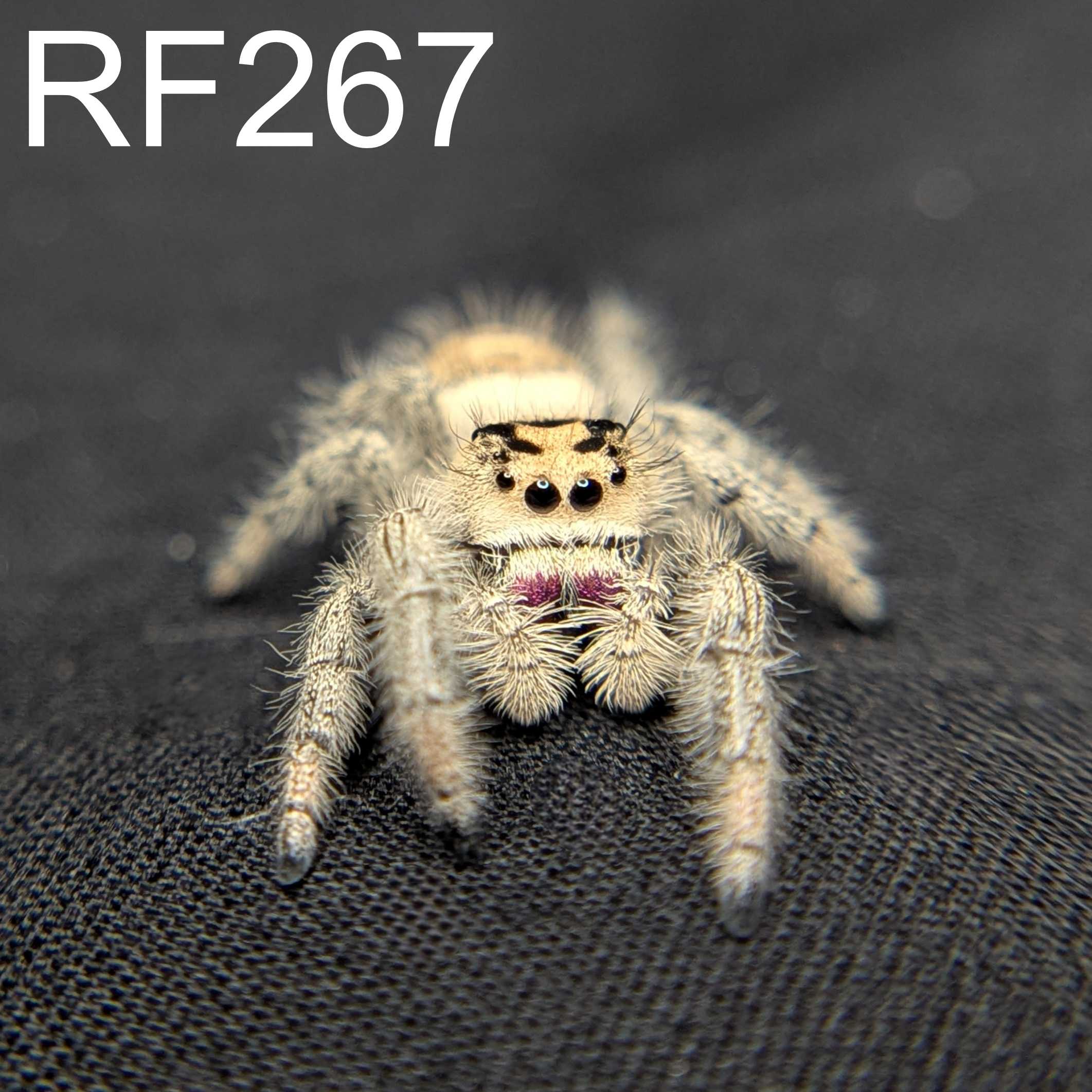 Regal Jumping Spider "Blush"