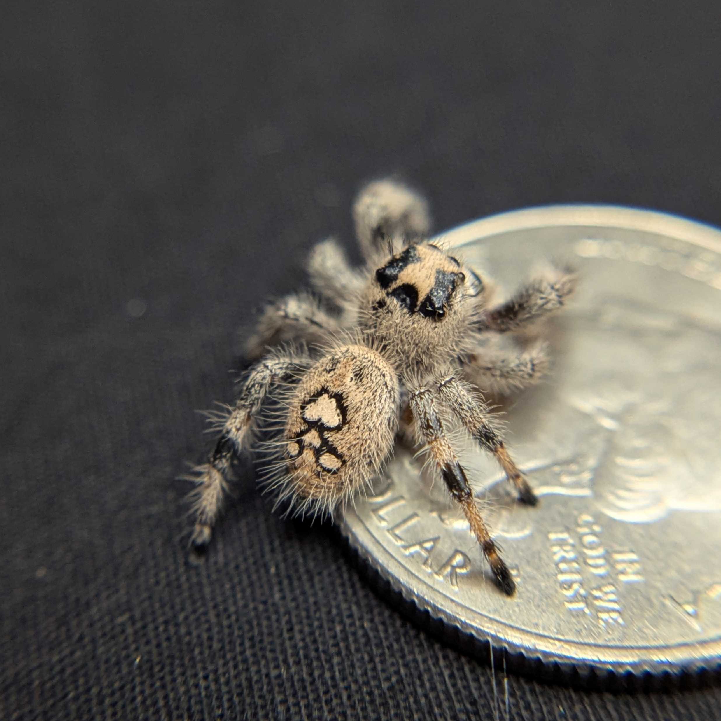 Regal Jumping Spider "Cotton"