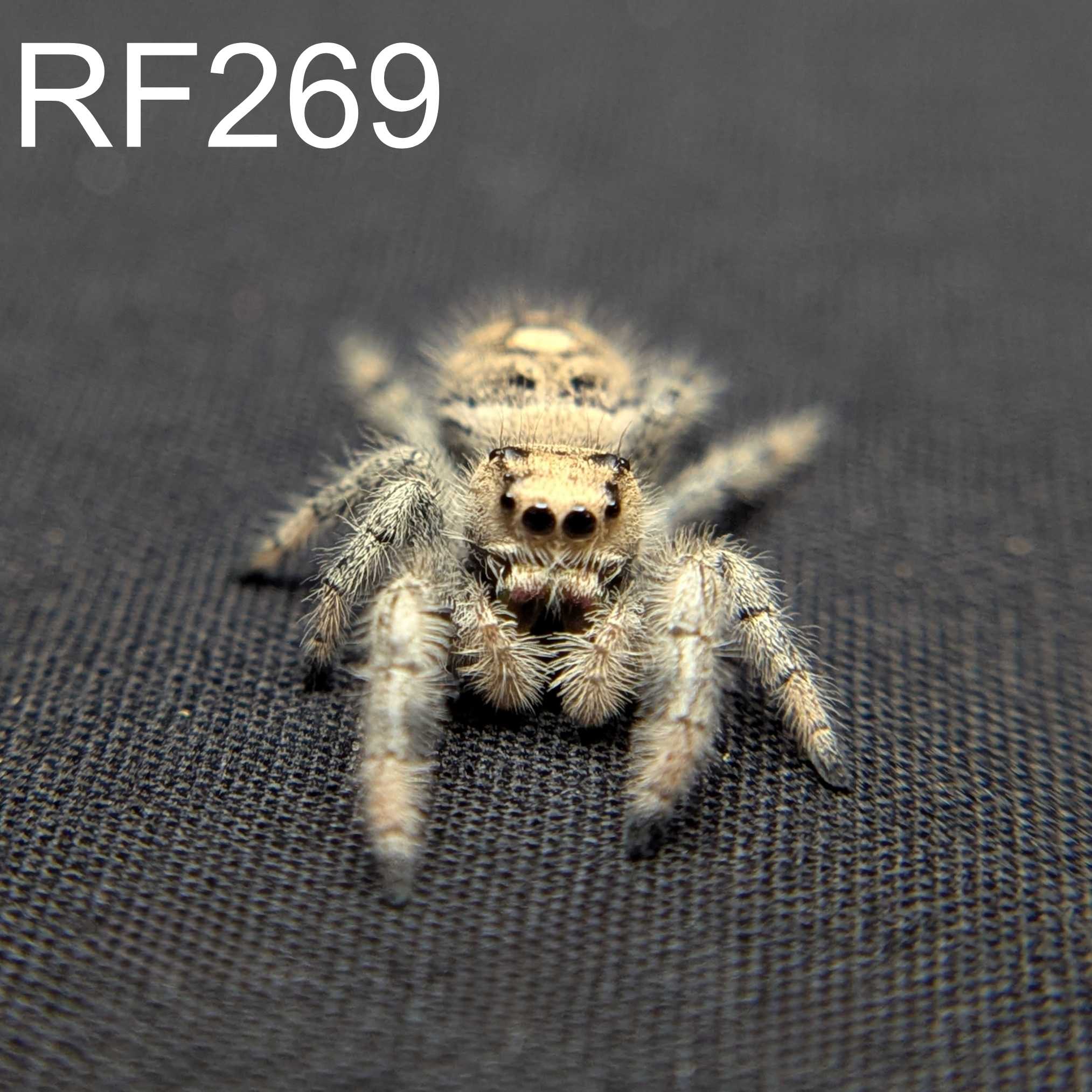 Female Regal Jumping Spider Cupcake - SKU CODE
