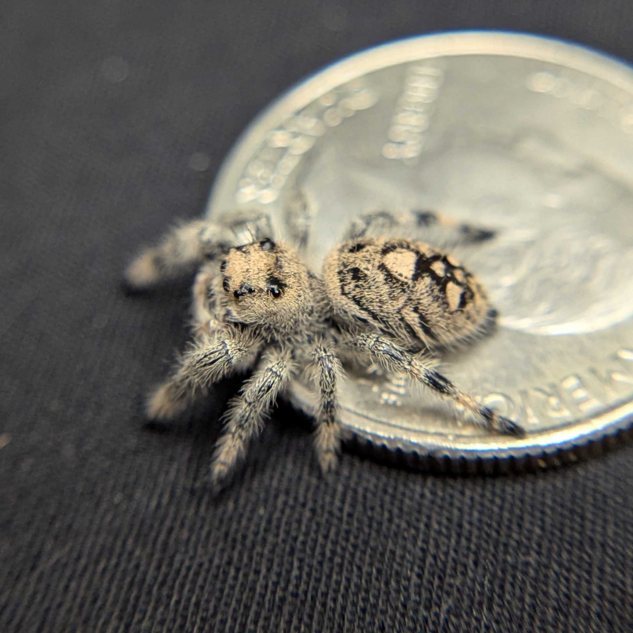 Female Regal Jumping Spider Cupcake - Side View
