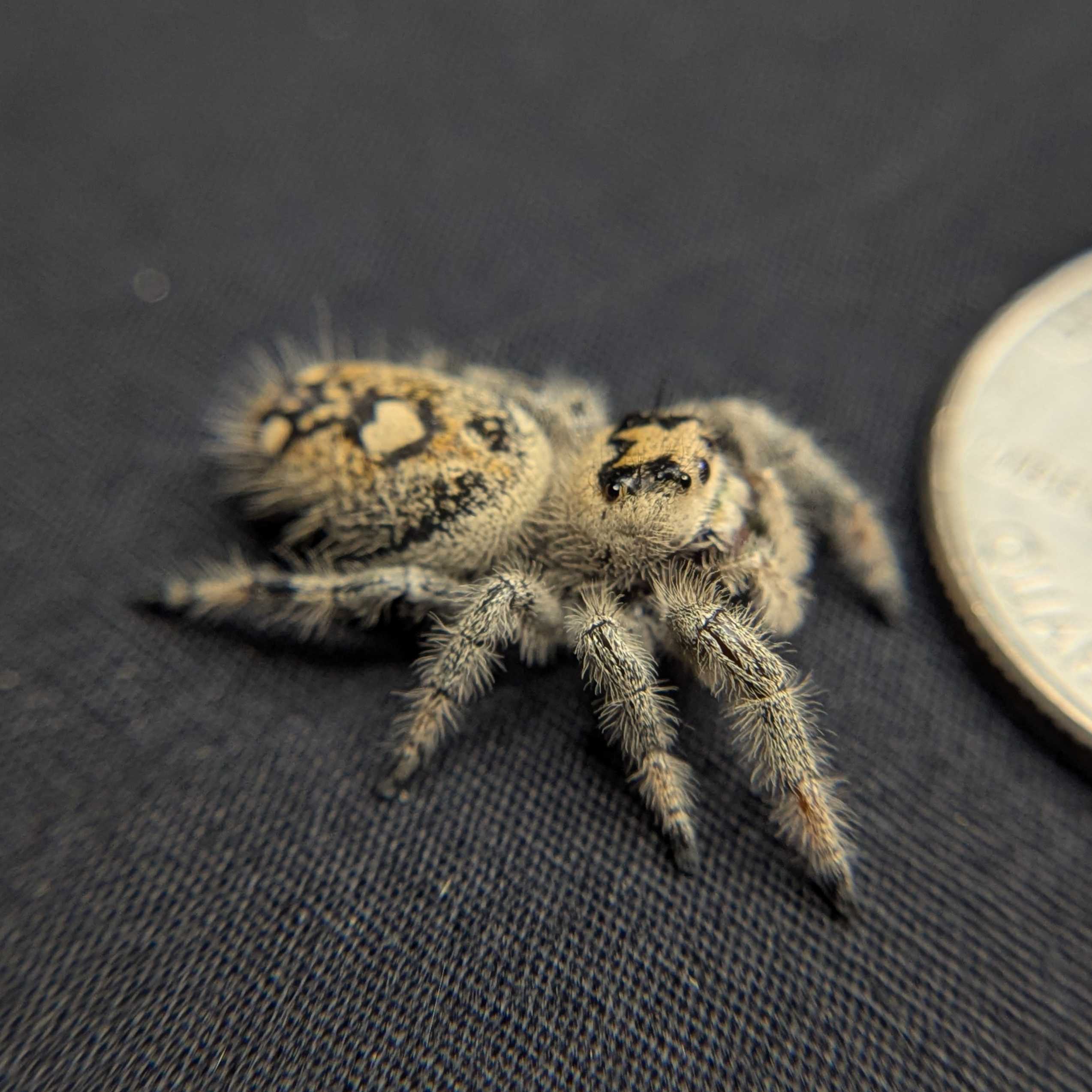 Female Regal Jumping Spider Macaron - Top View