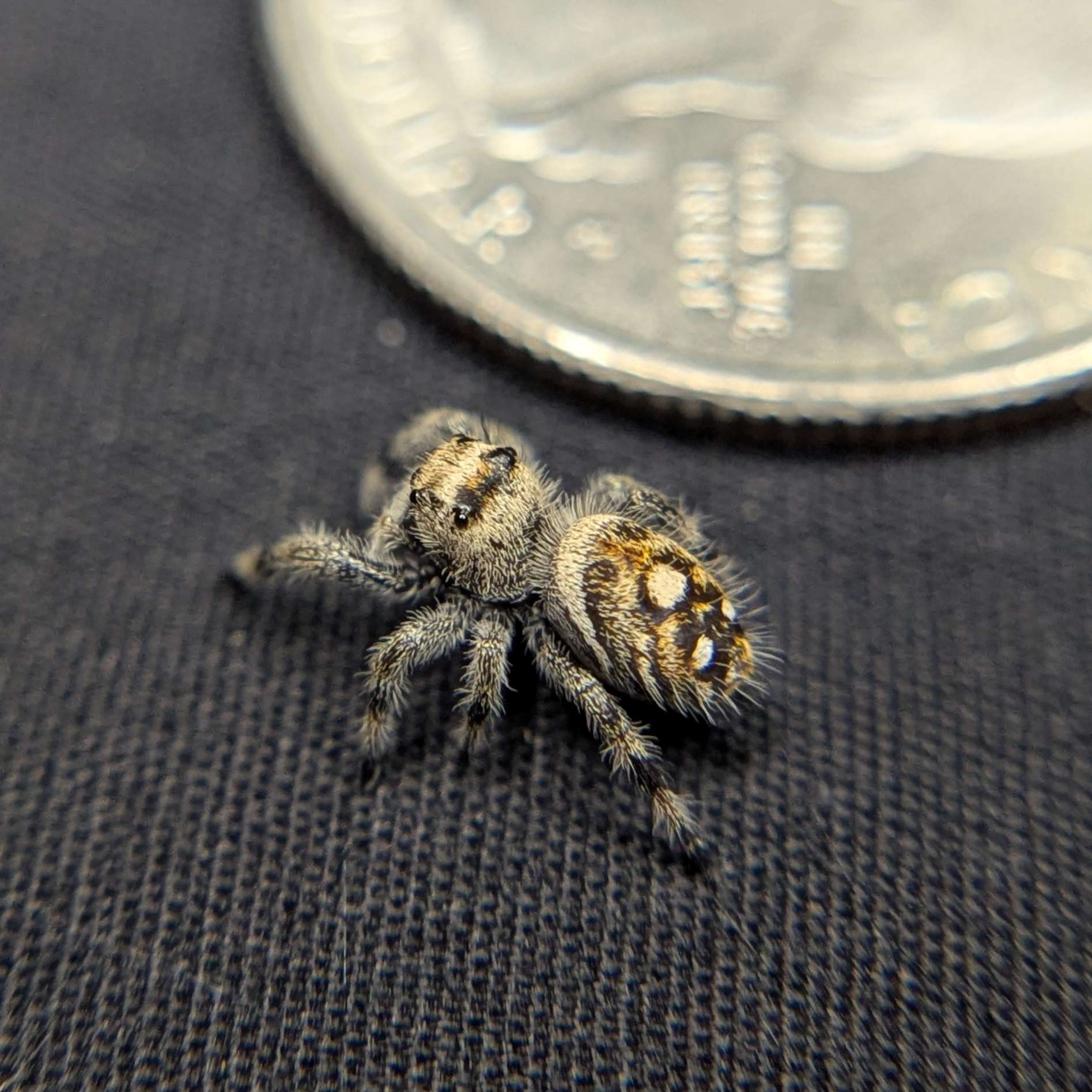 Regal Jumping Spider "Glowpetal"