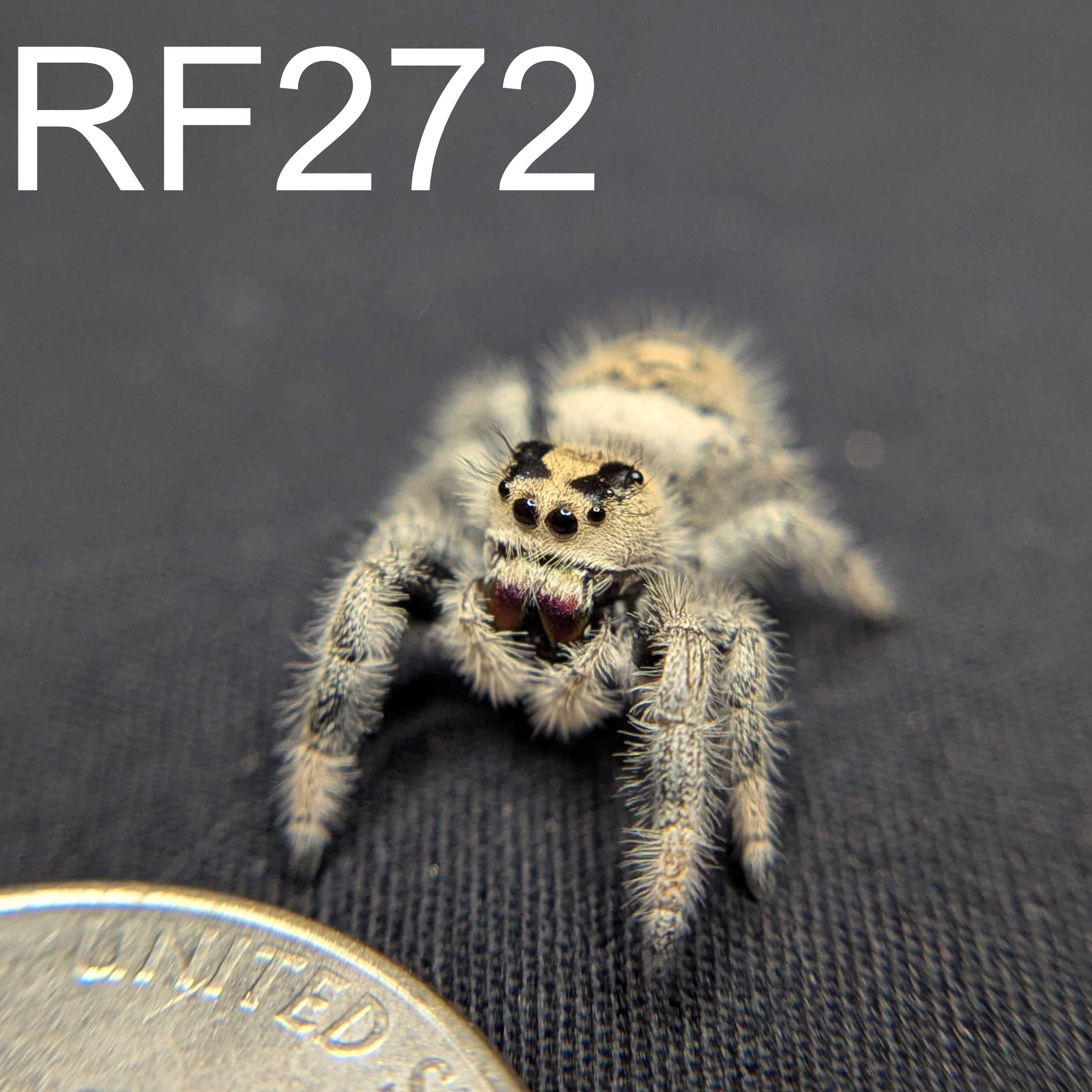 Regal Jumping Spider “Aurora”