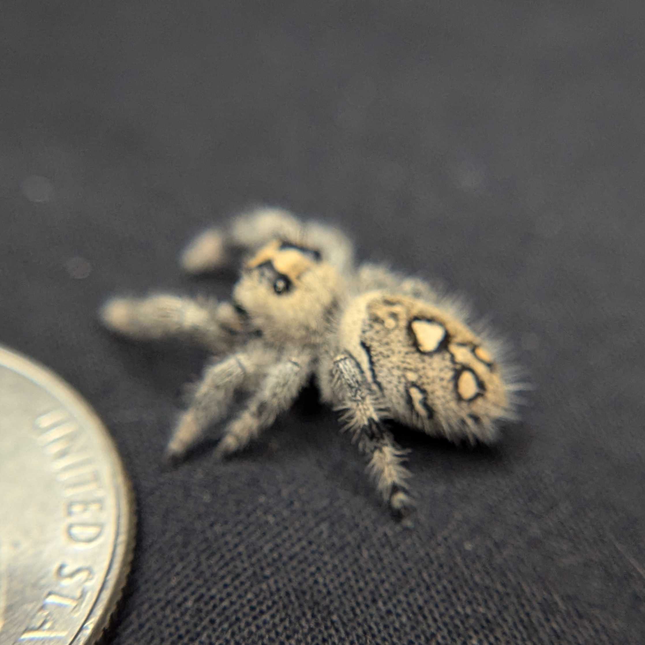 Regal Jumping Spider “Aurora”