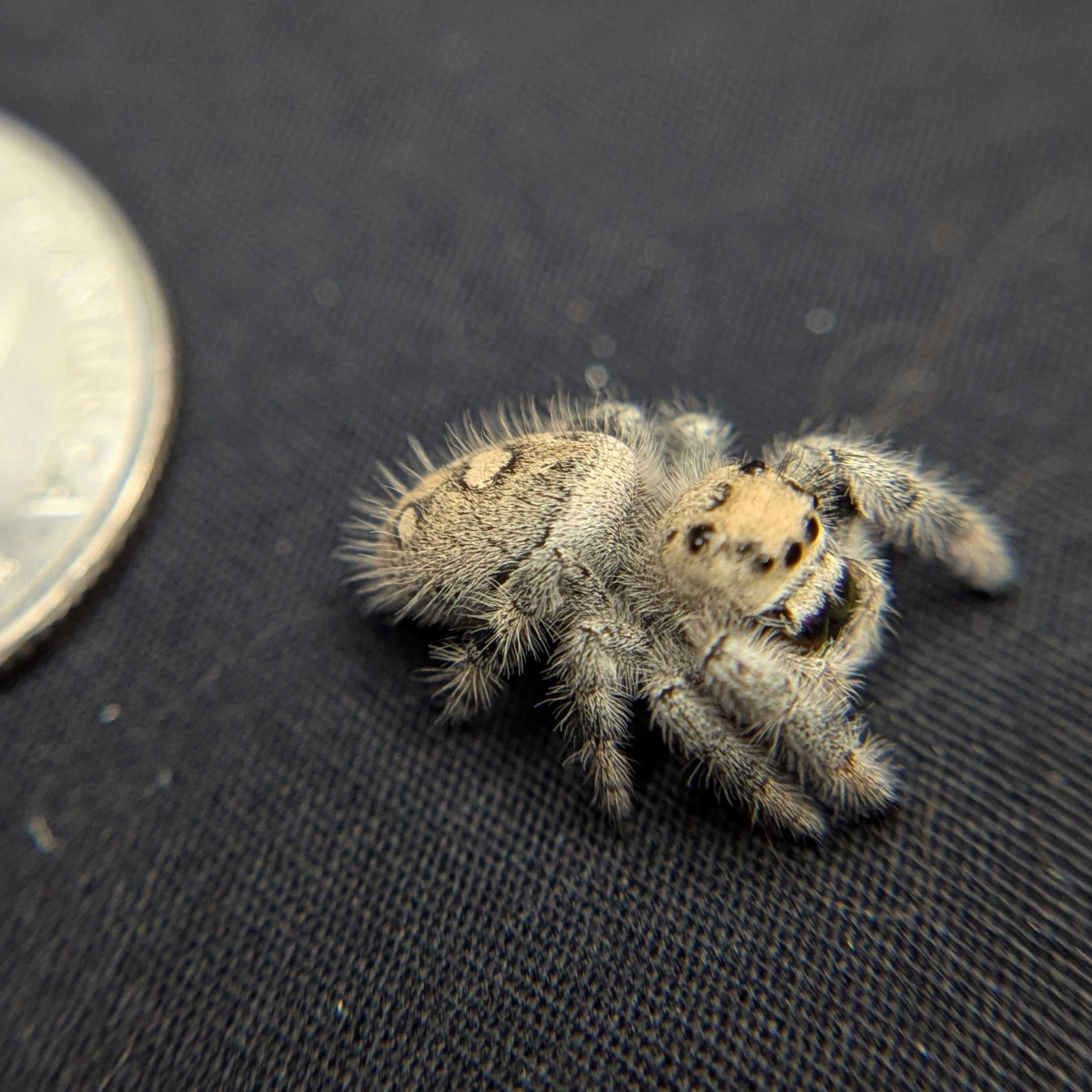 Regal Jumping Spider "Sugarplum"