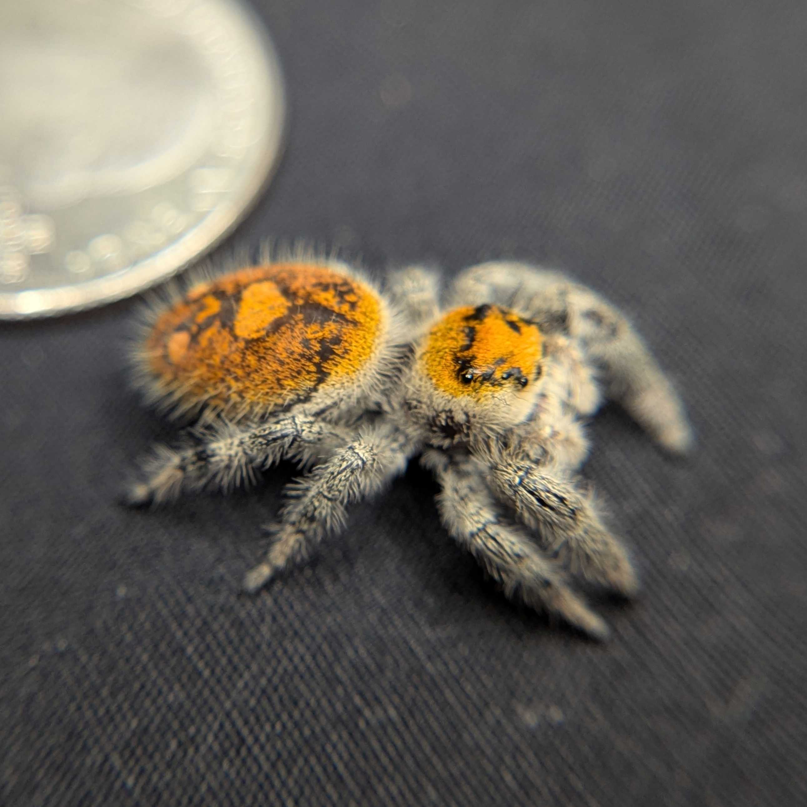 Regal Jumping Spider "Sunrise"