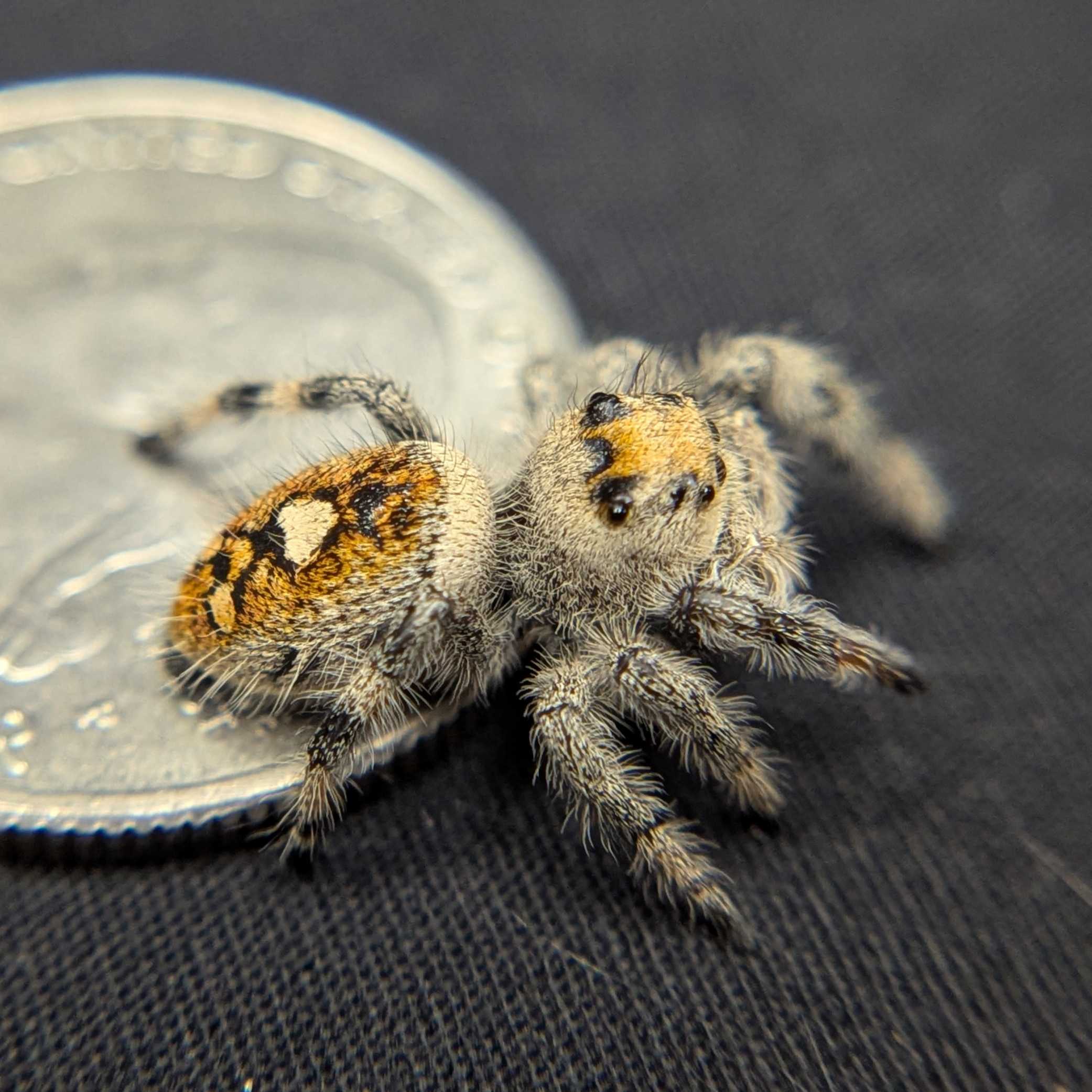Regal Jumping Spider "Pinkberry"