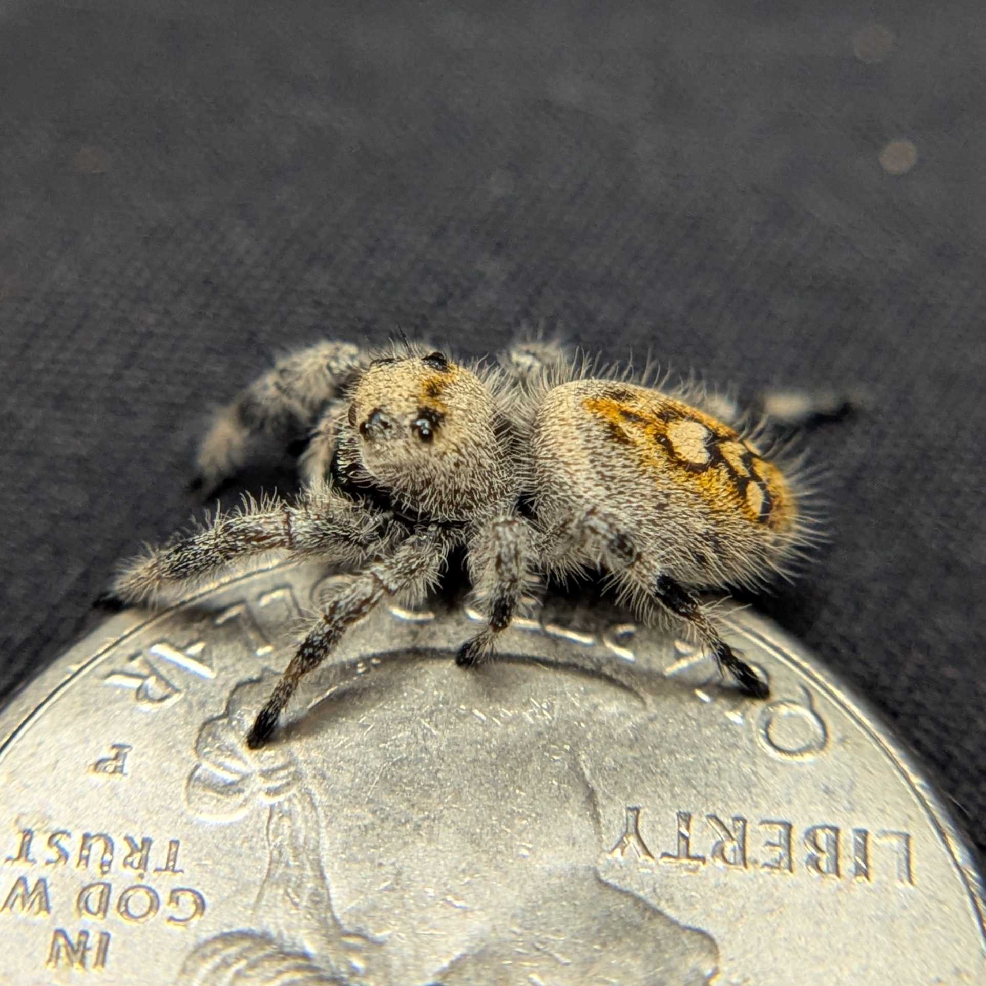 Regal Jumping Spider "Halo"