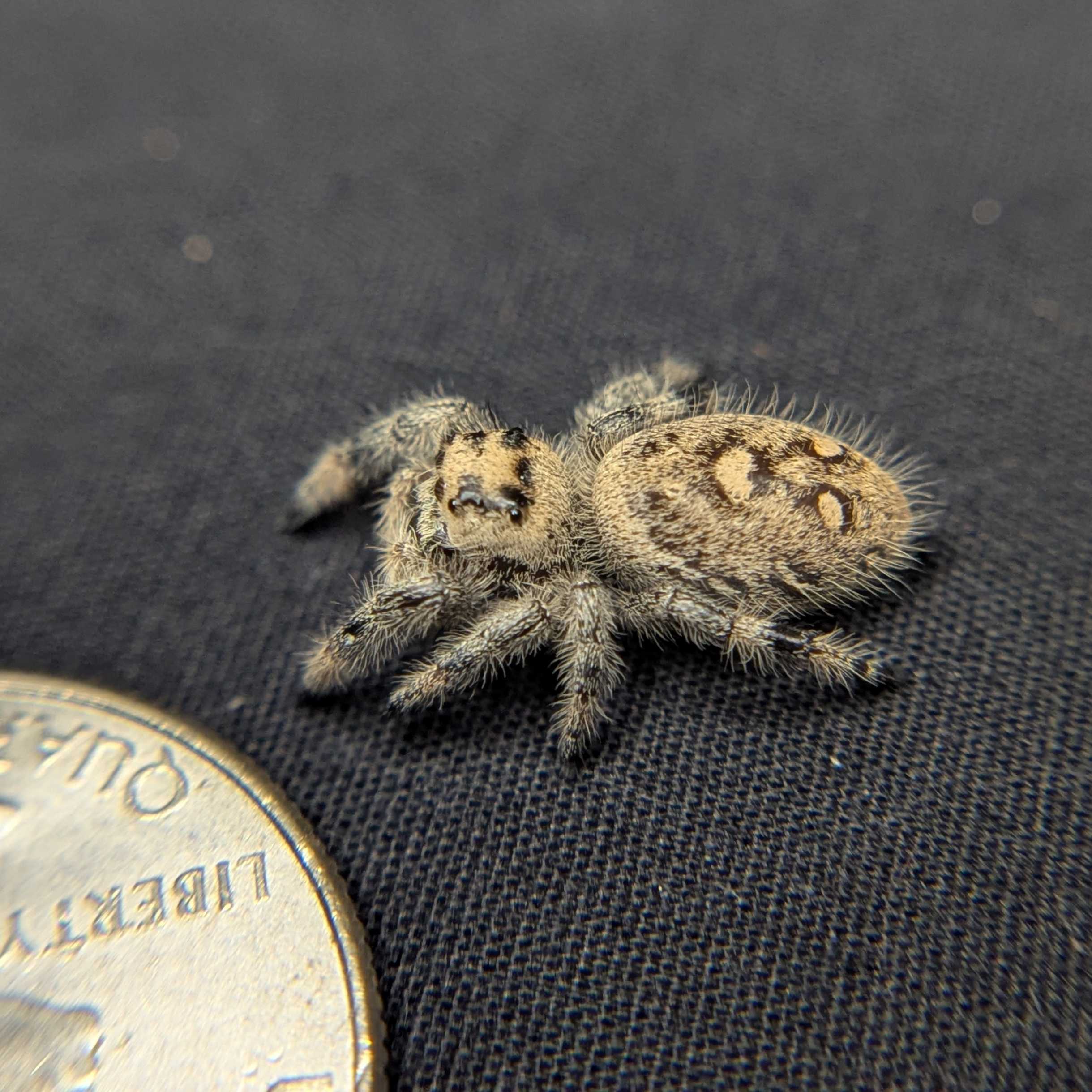 Regal Jumping Spider "Gumdrop"