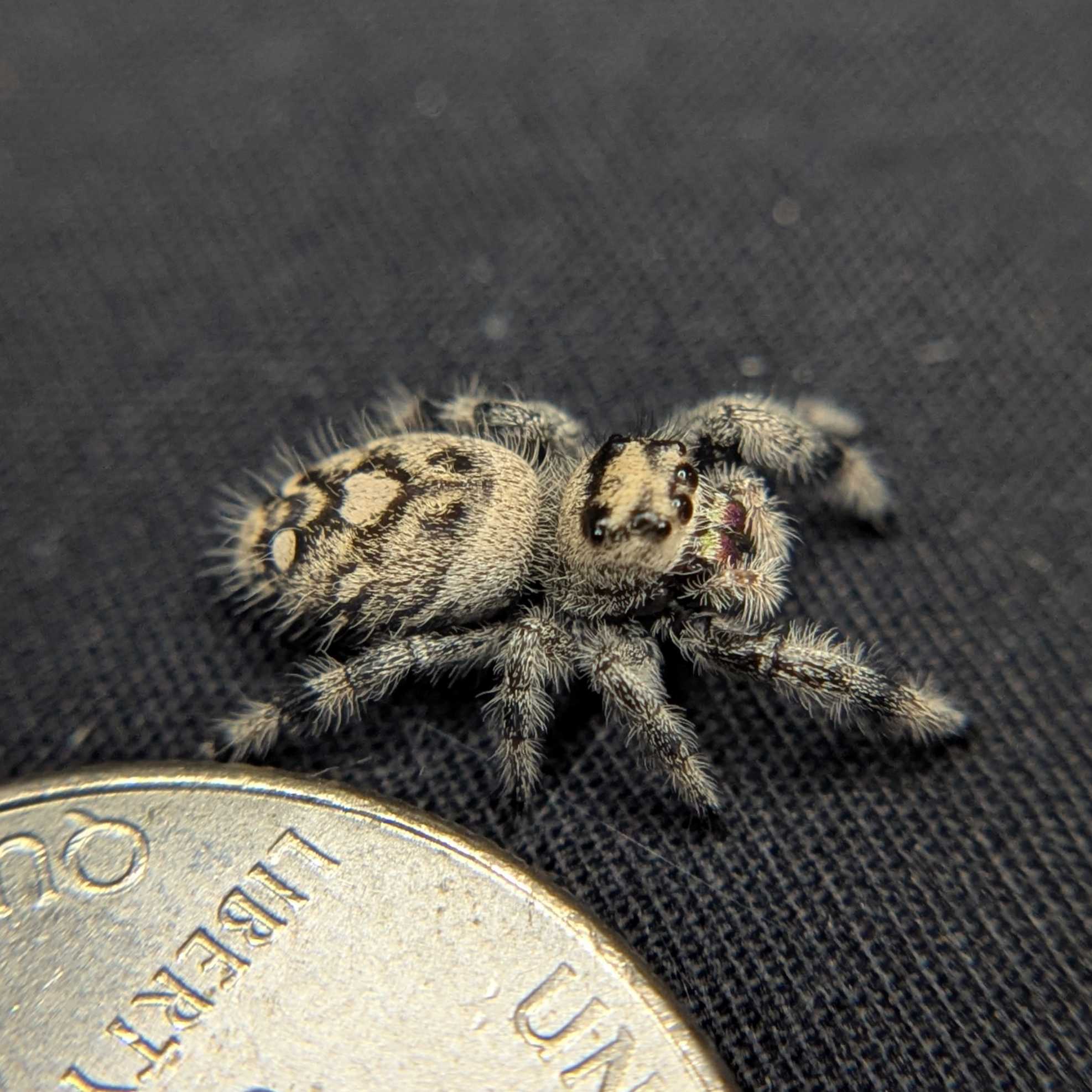 Regal Jumping Spider "Berry Puff"