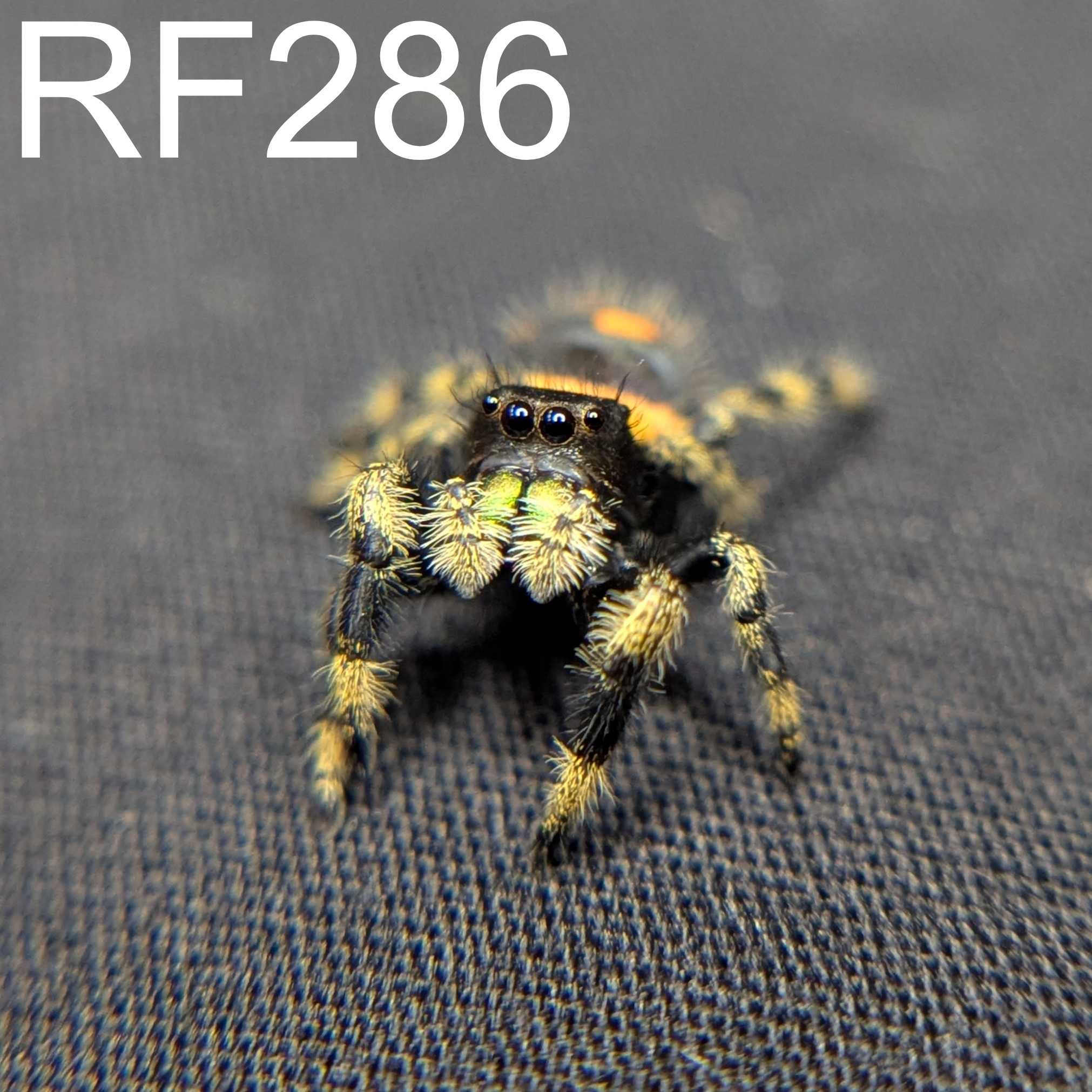 Regal Jumping Spider "Labubu"