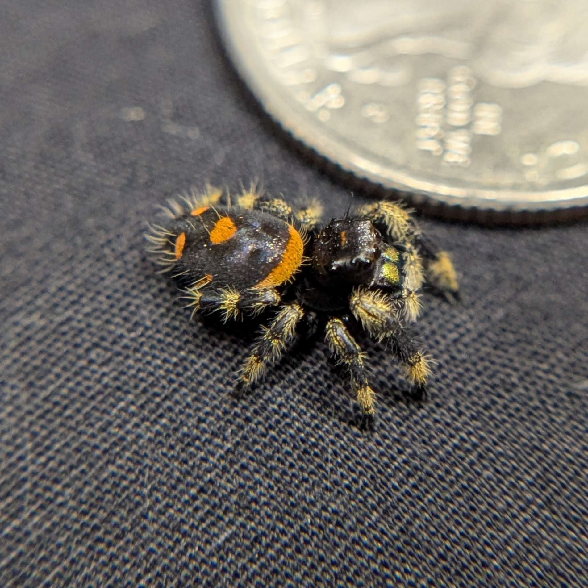 Regal Jumping Spider "Labubu"