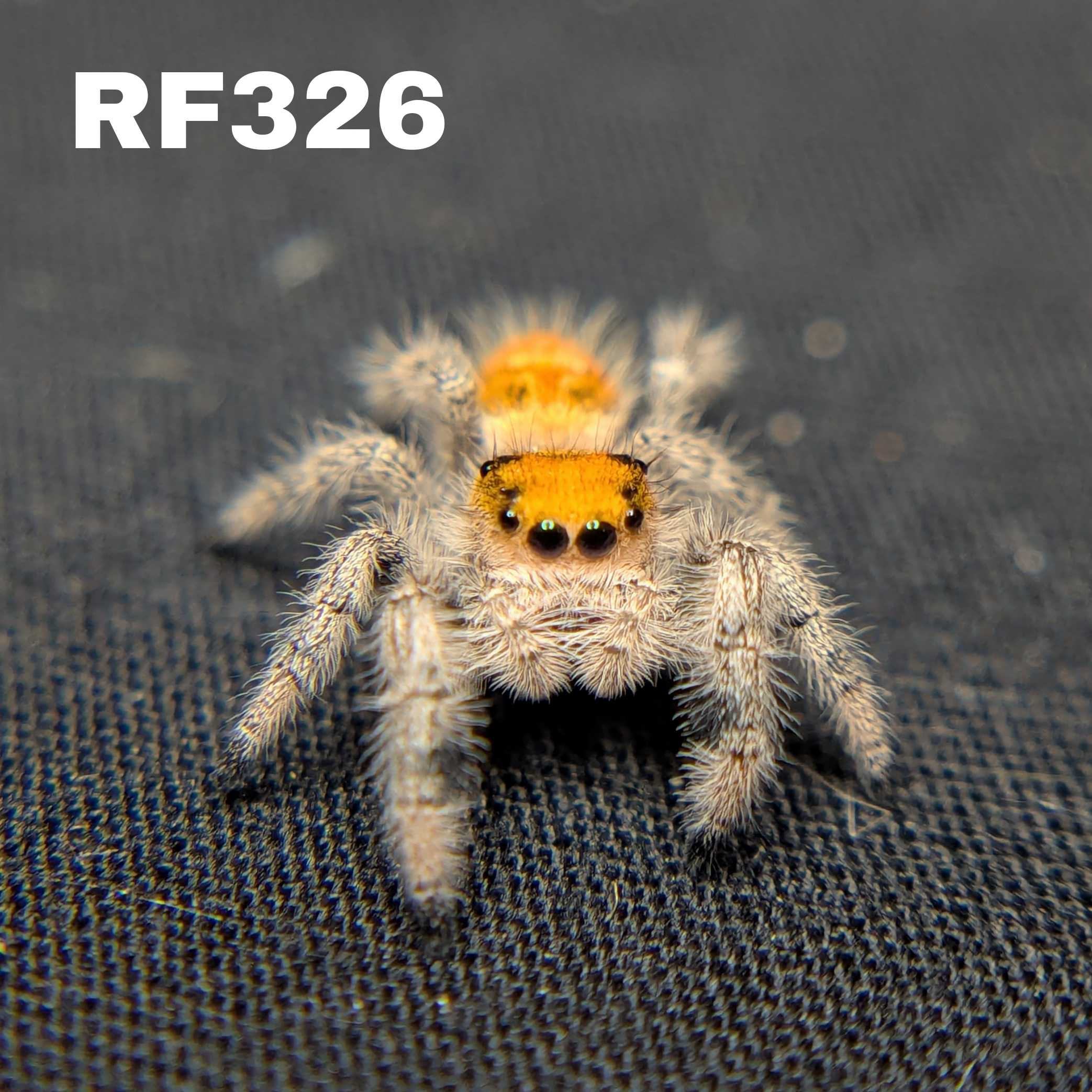 Regal Jumping Spider "Pumpkin Pie"