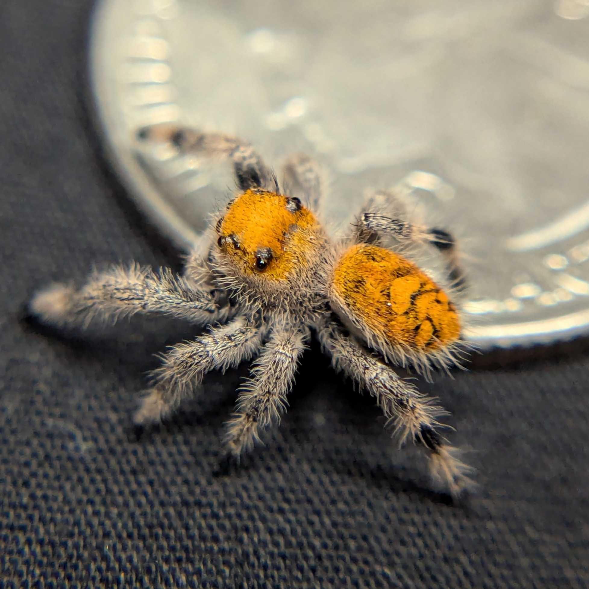 Regal Jumping Spider "Pumpkin Pie"