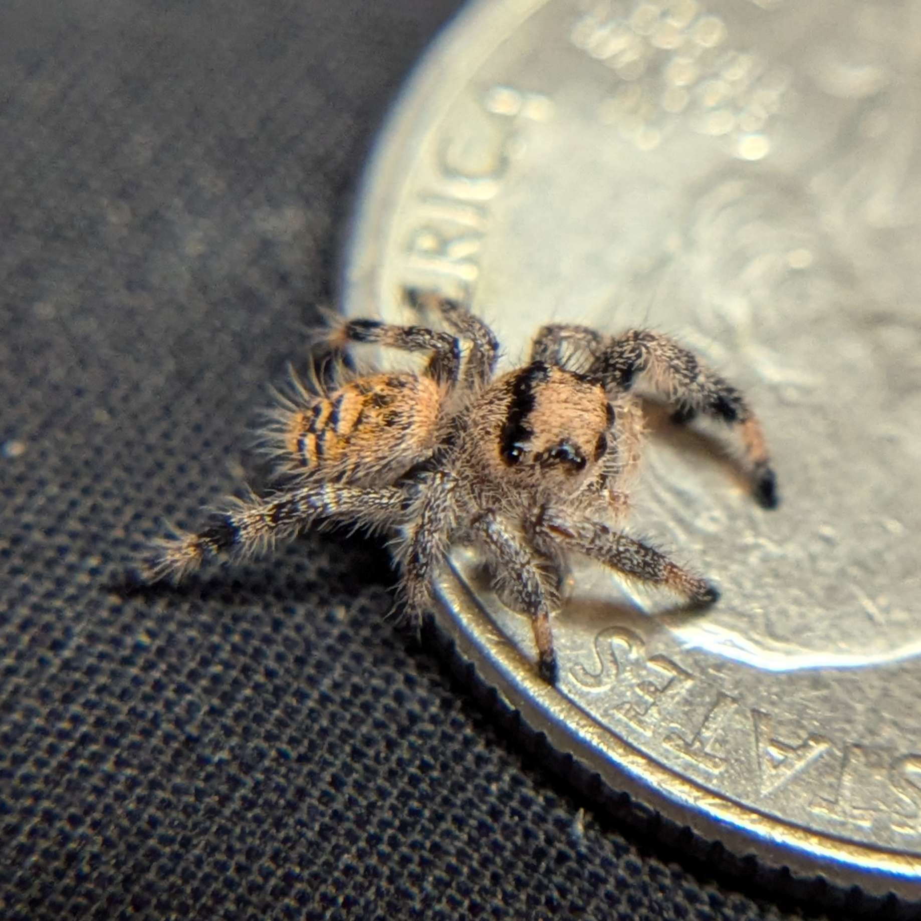 Regal Jumping Spider "Hex"