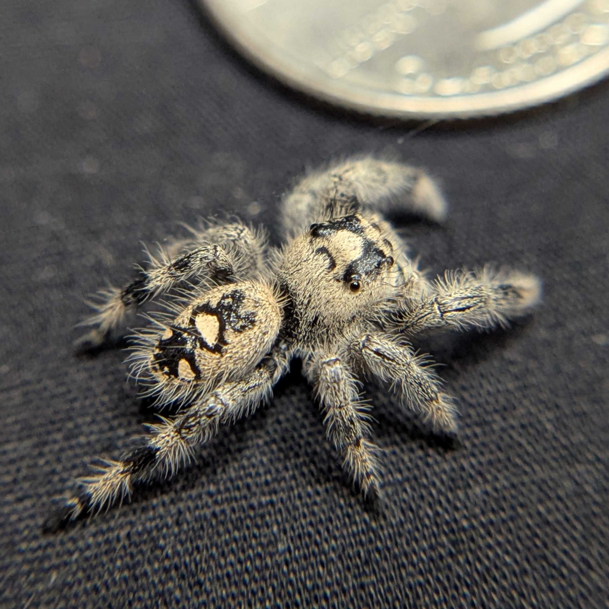Regal Jumping Spider "Snow White"