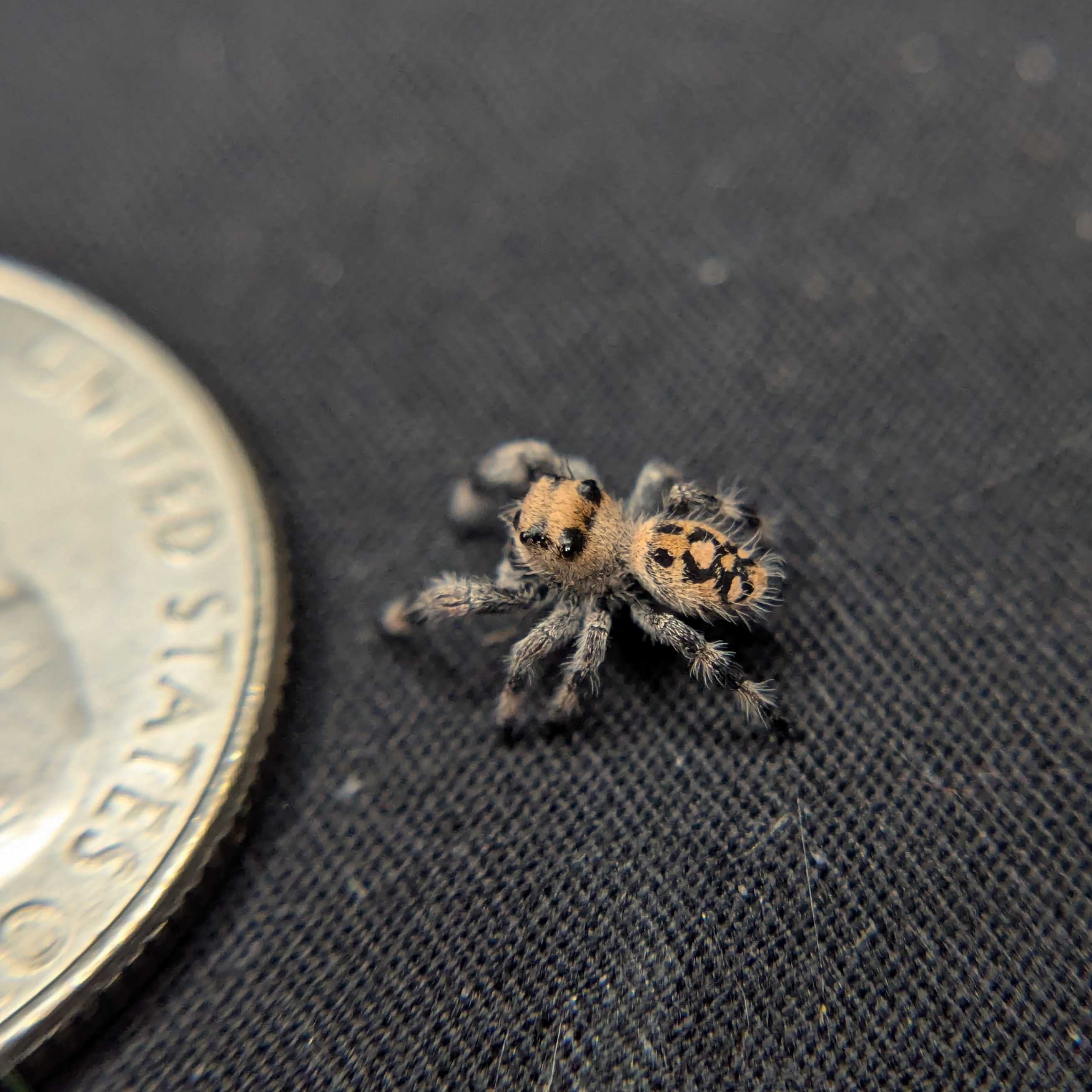 Regal Jumping Spider "Honey Bun"