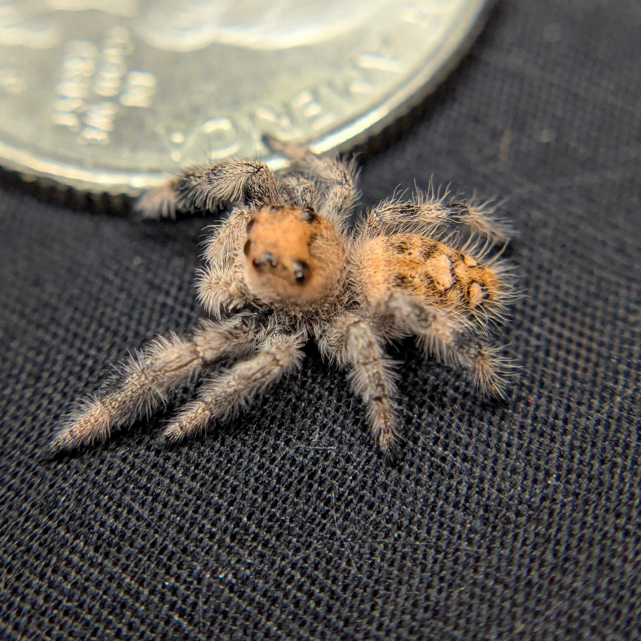 Regal Jumping Spider "Punkin"