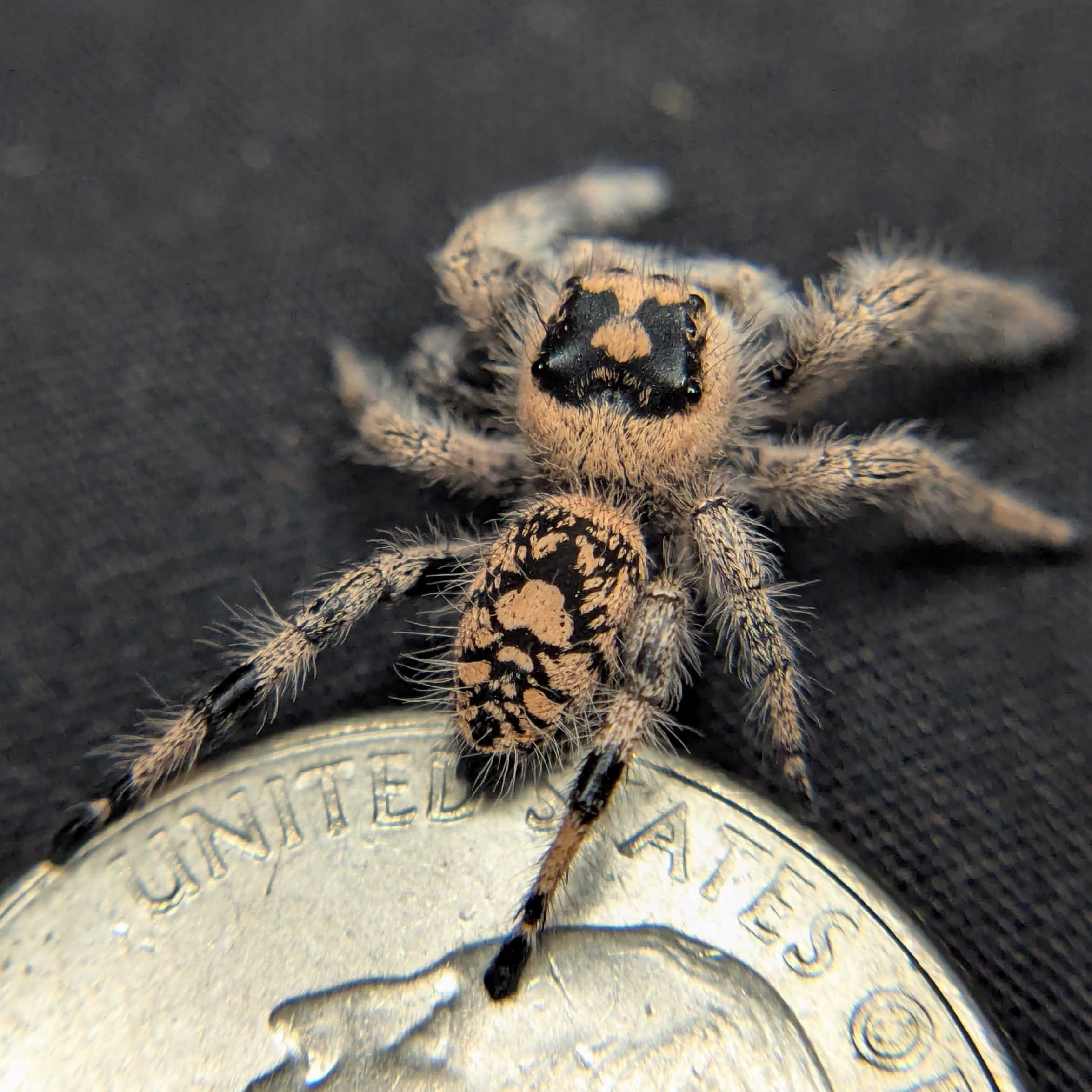 Regal Jumping Spider "Hocus"