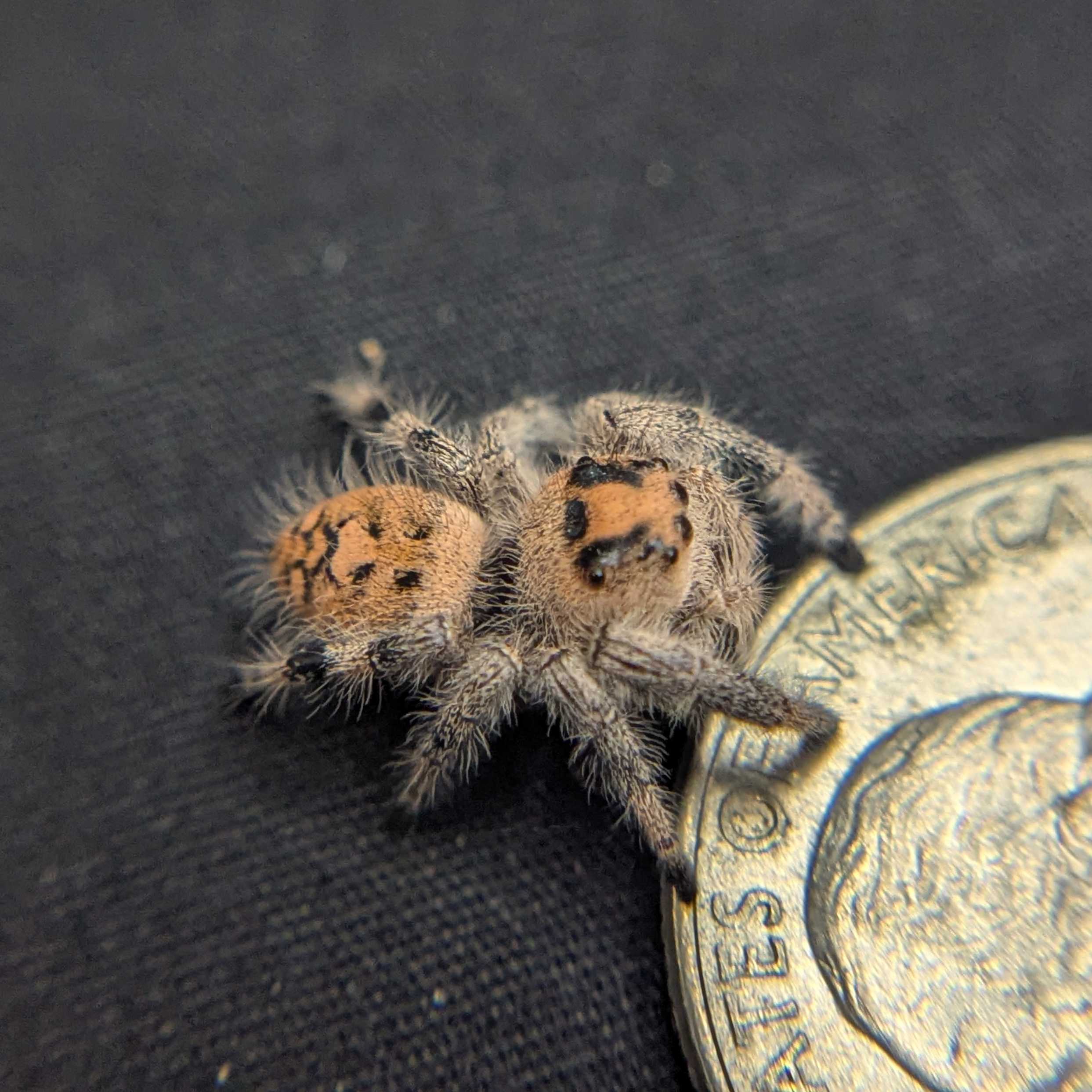 Regal Jumping Spider "Charm"