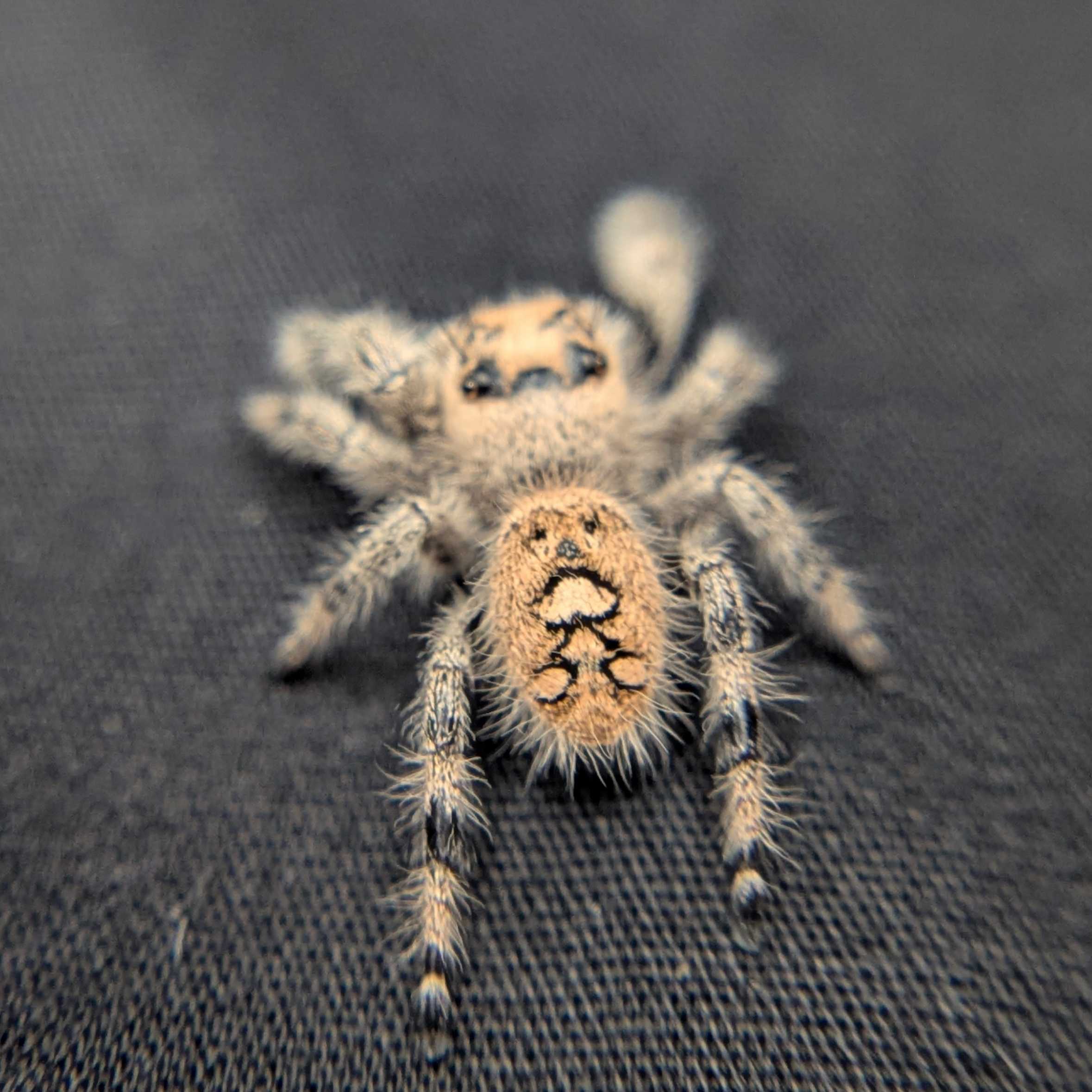 Regal Jumping Spider "Powder"