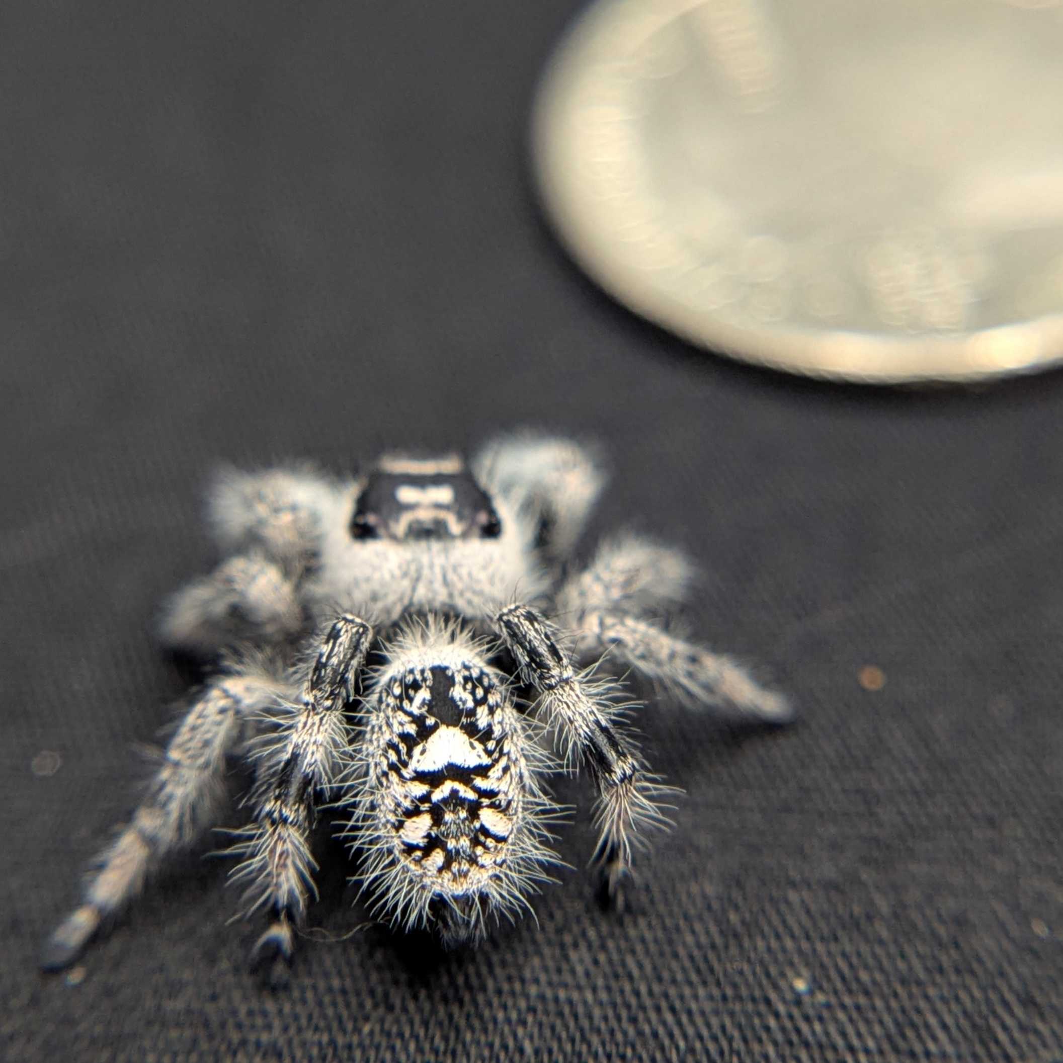 Regal Jumping Spider "Morticia"