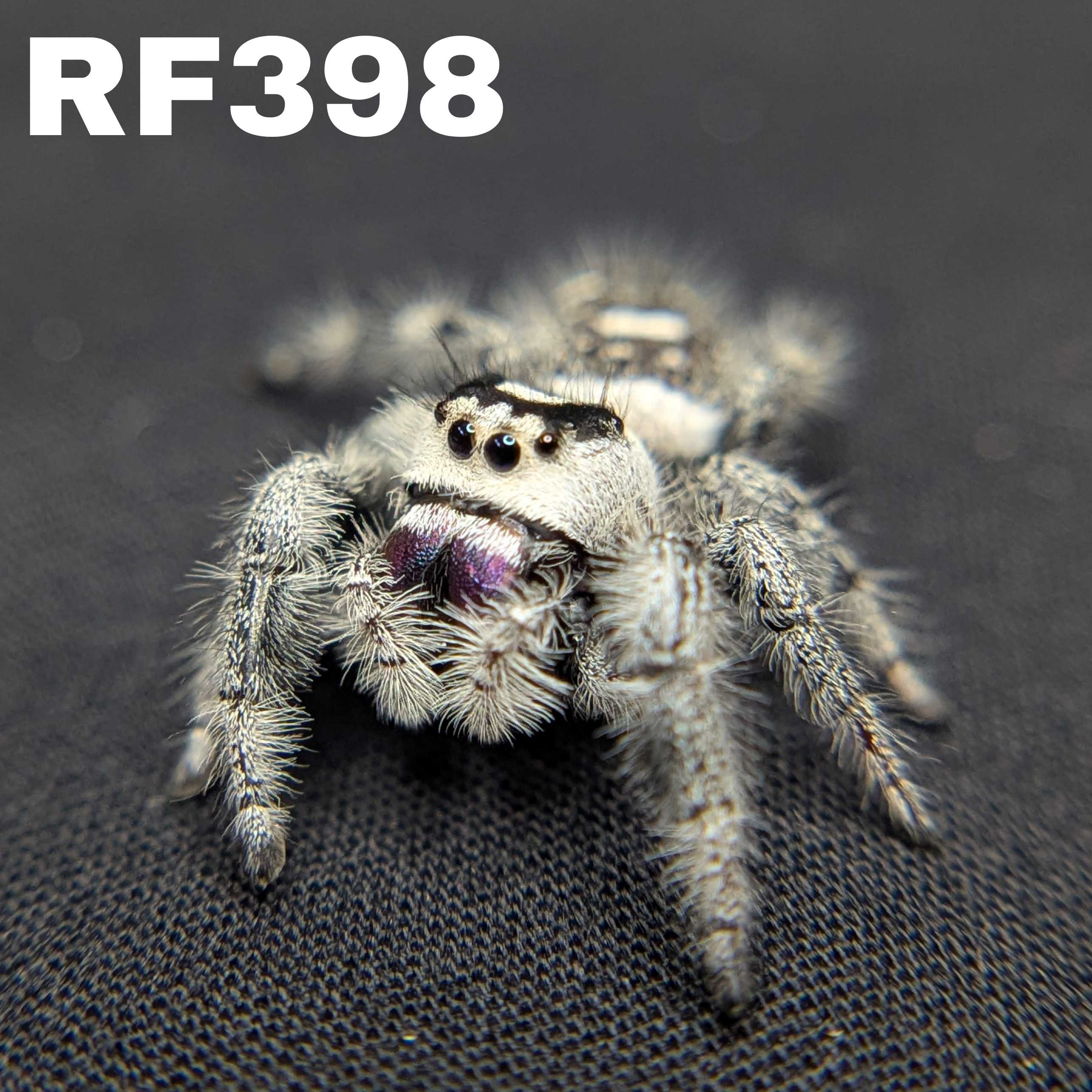 Regal Jumping Spider "Magic"