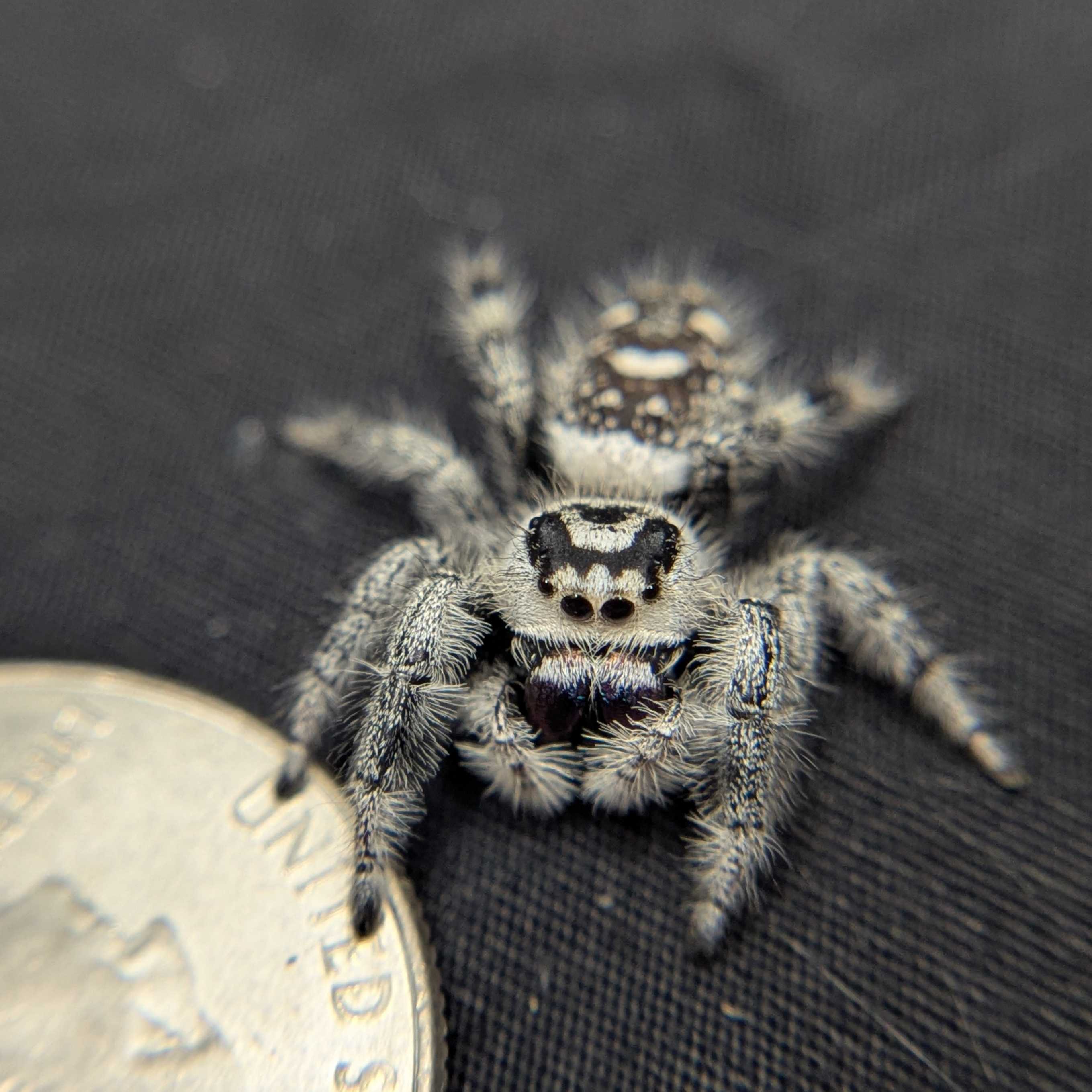 Regal Jumping Spider "Magic"
