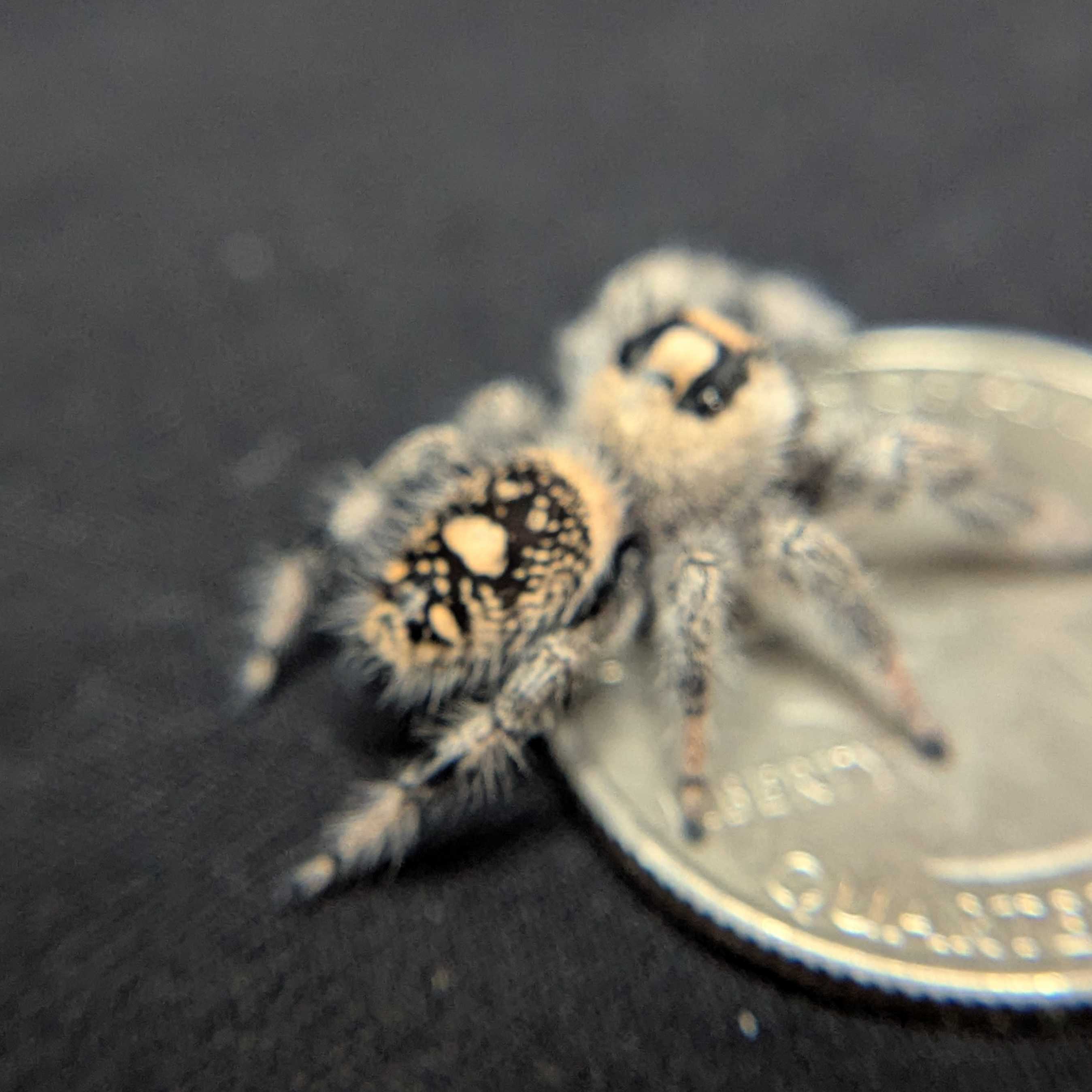 Regal Jumping Spider "Coven"