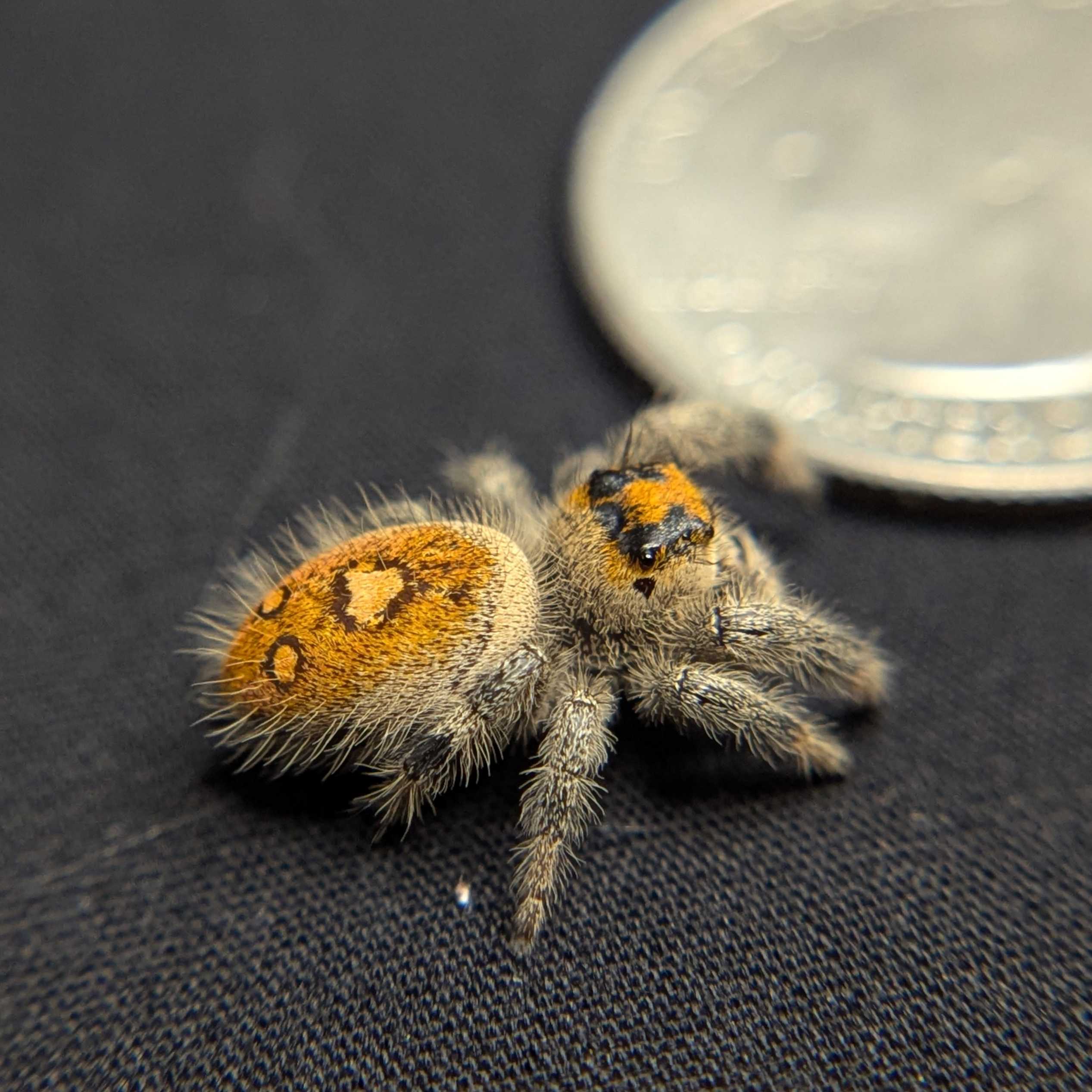 Regal Jumping Spider "Candy Corn"