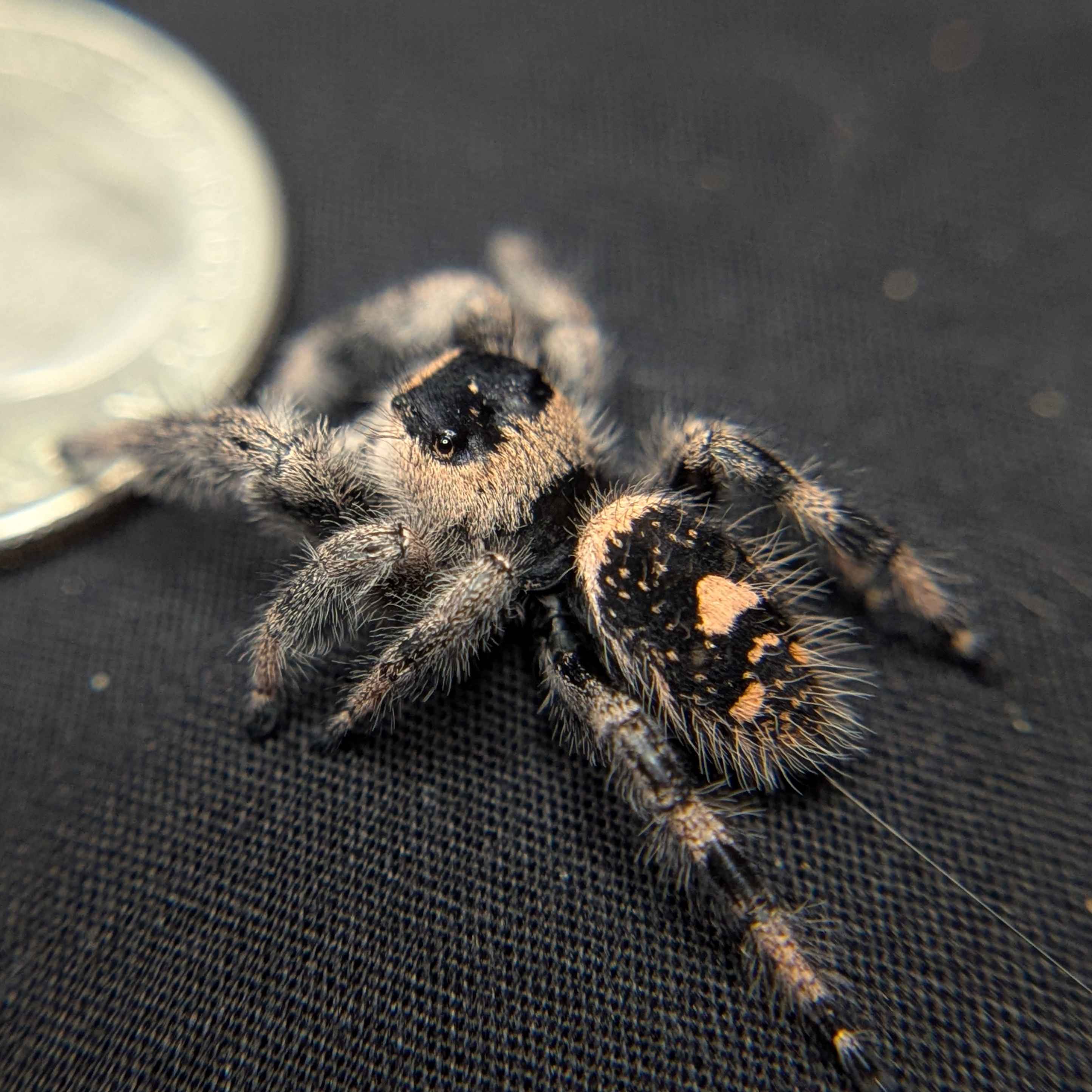 Regal Jumping Spider "Elvira"