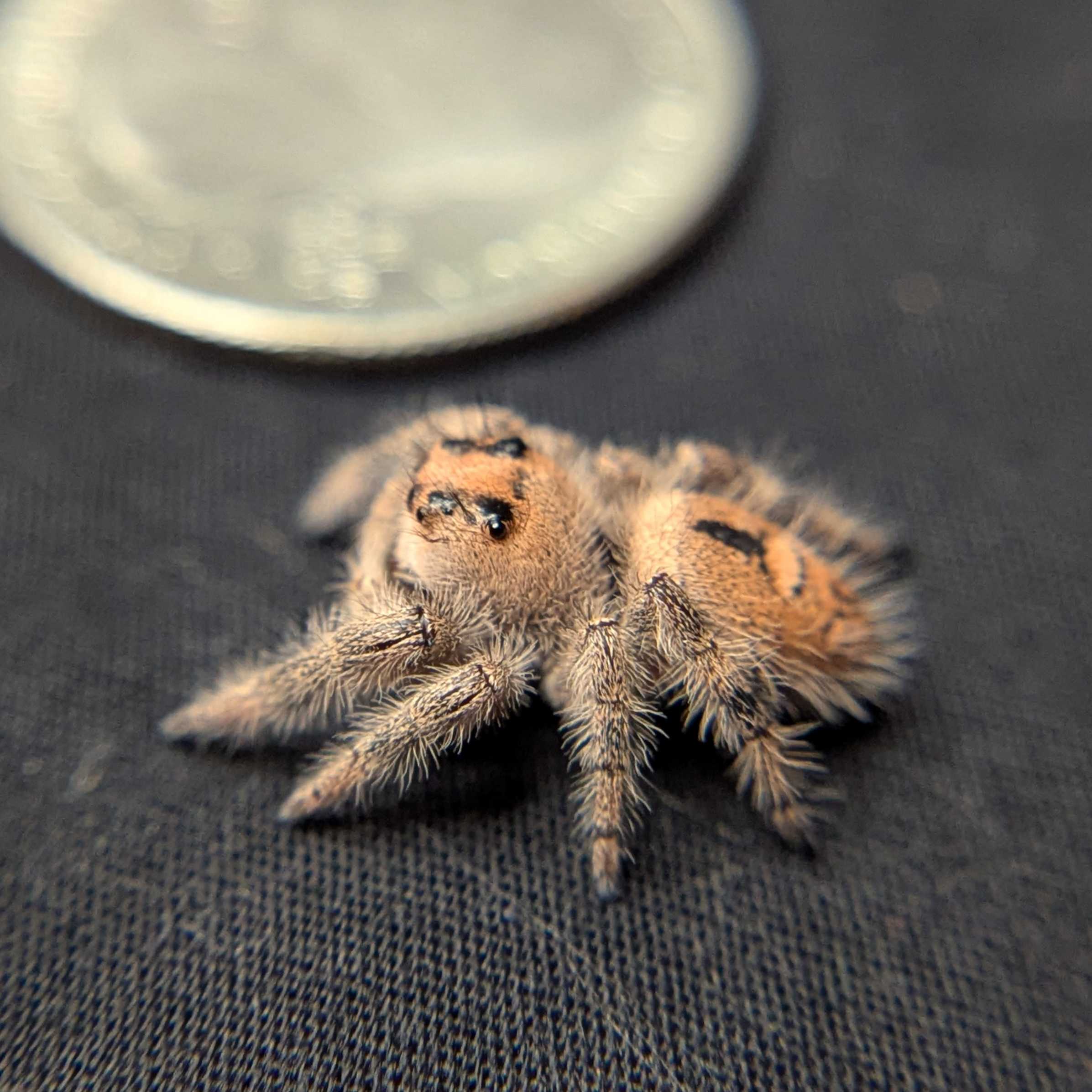 Regal Jumping Spider "Pocus"