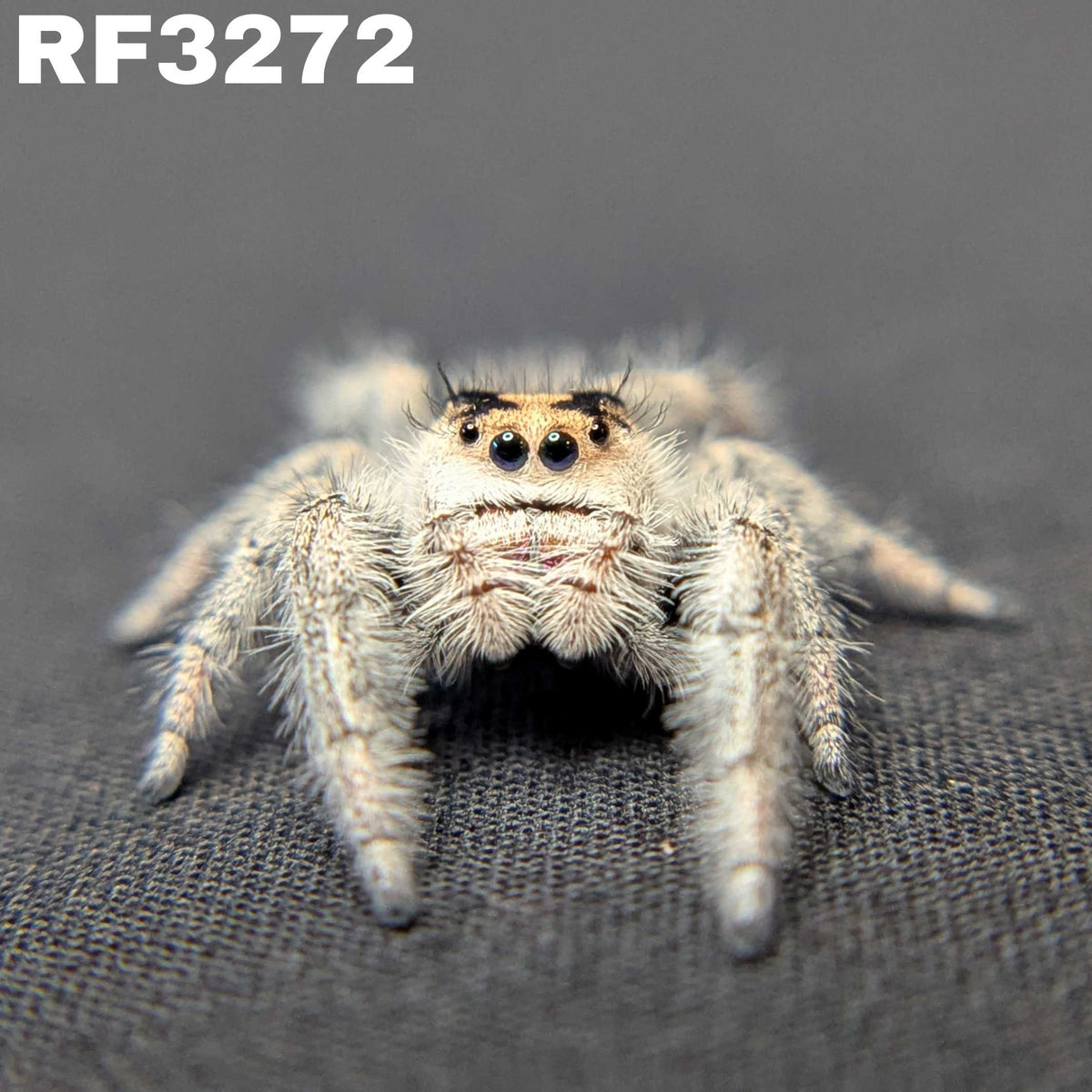 Regal Jumping Spider "Hazel"