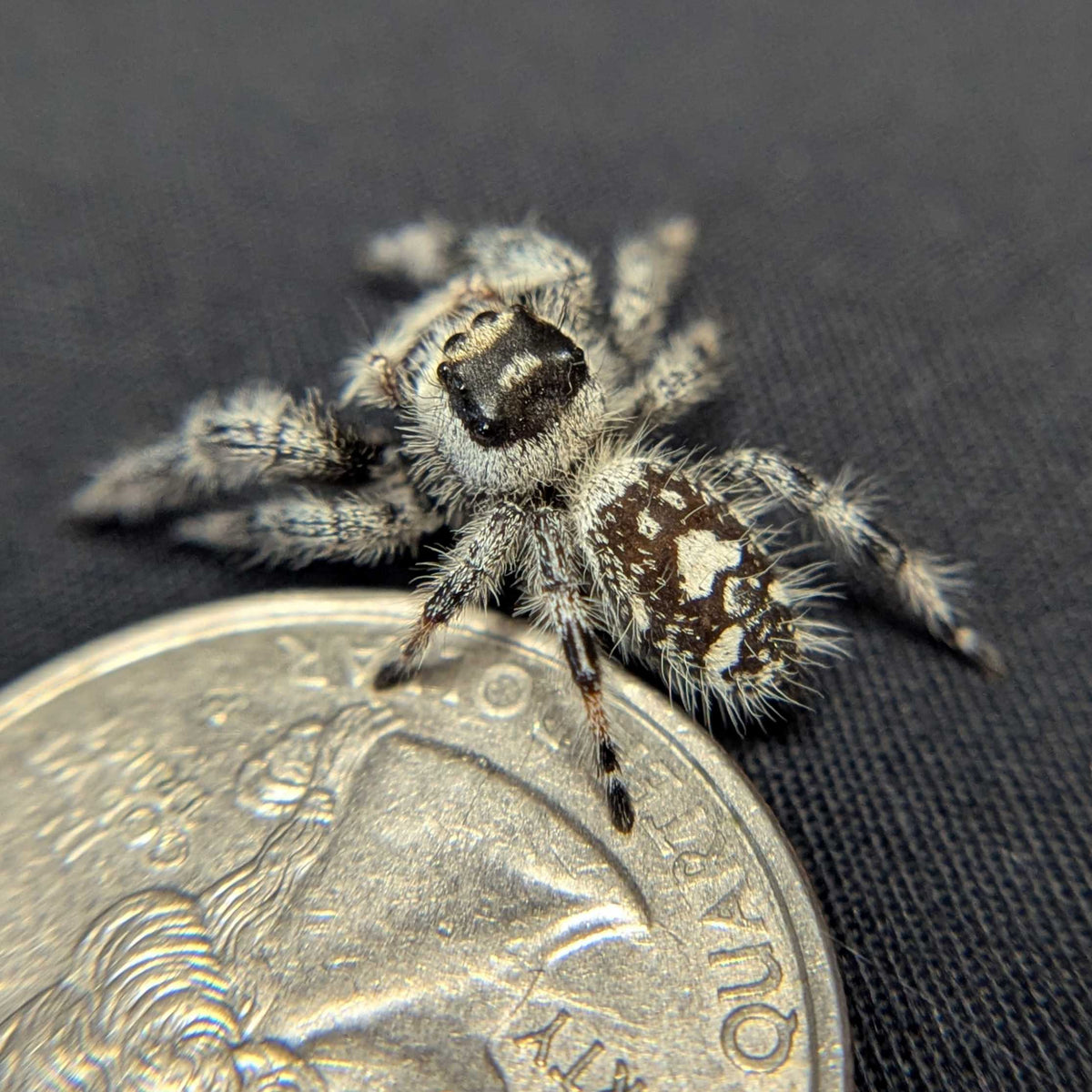 Regal Jumping Spider "Chococream"