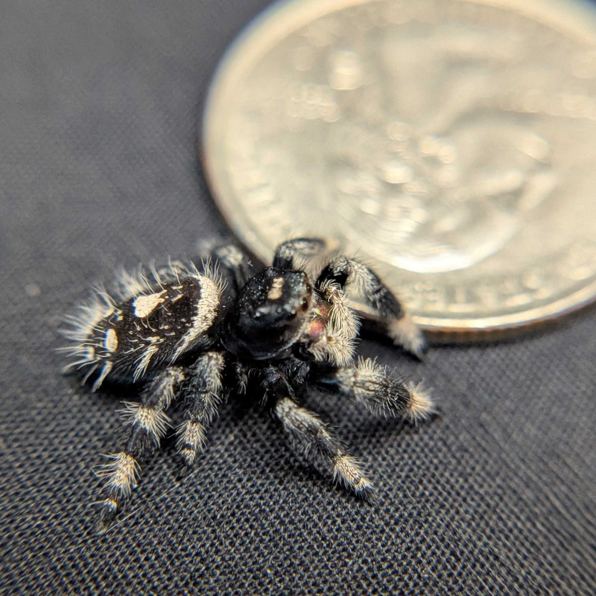 Regal Jumping Spider “Mulberry Pie”