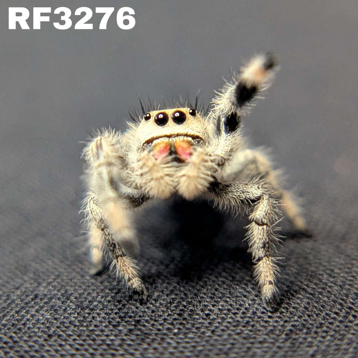 Regal Jumping Spider "Rainbow"