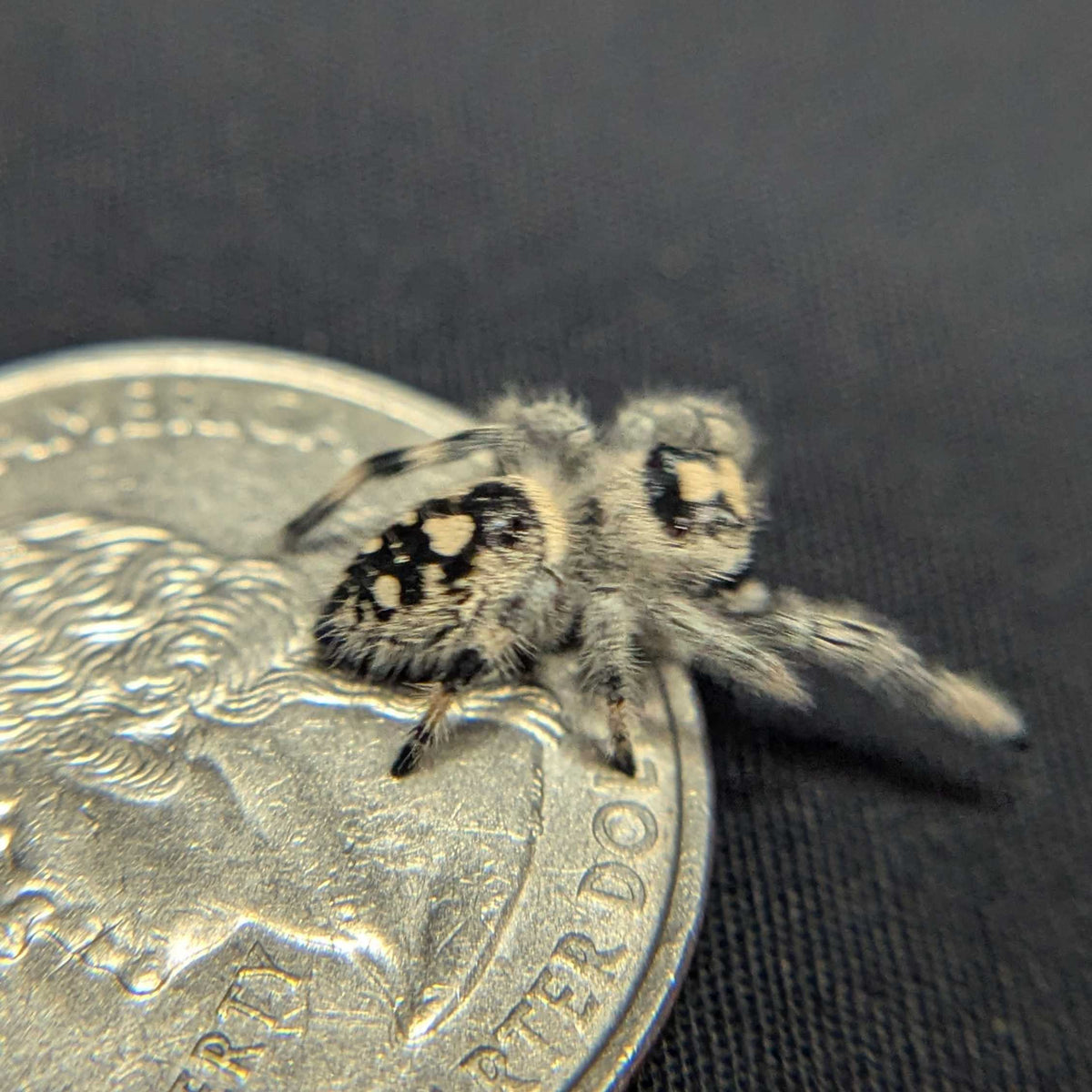 Regal Jumping Spider "Rainbow"