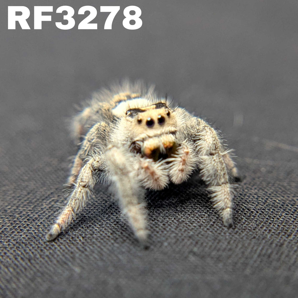Regal Jumping Spider "Shimmer"