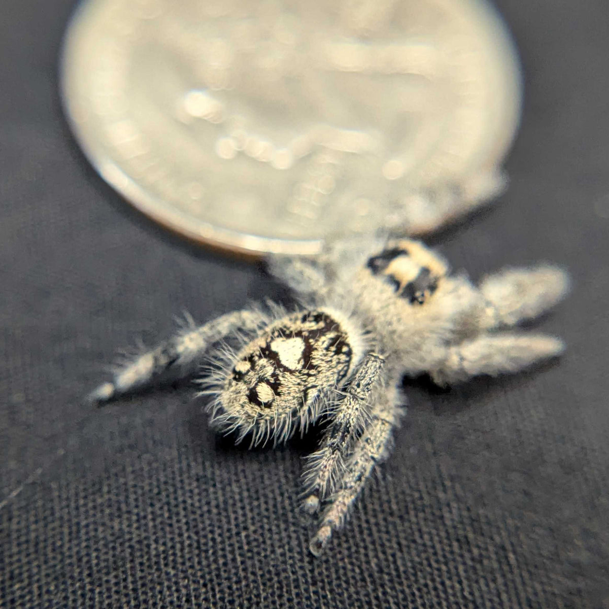 Regal Jumping Spider "Shimmer"