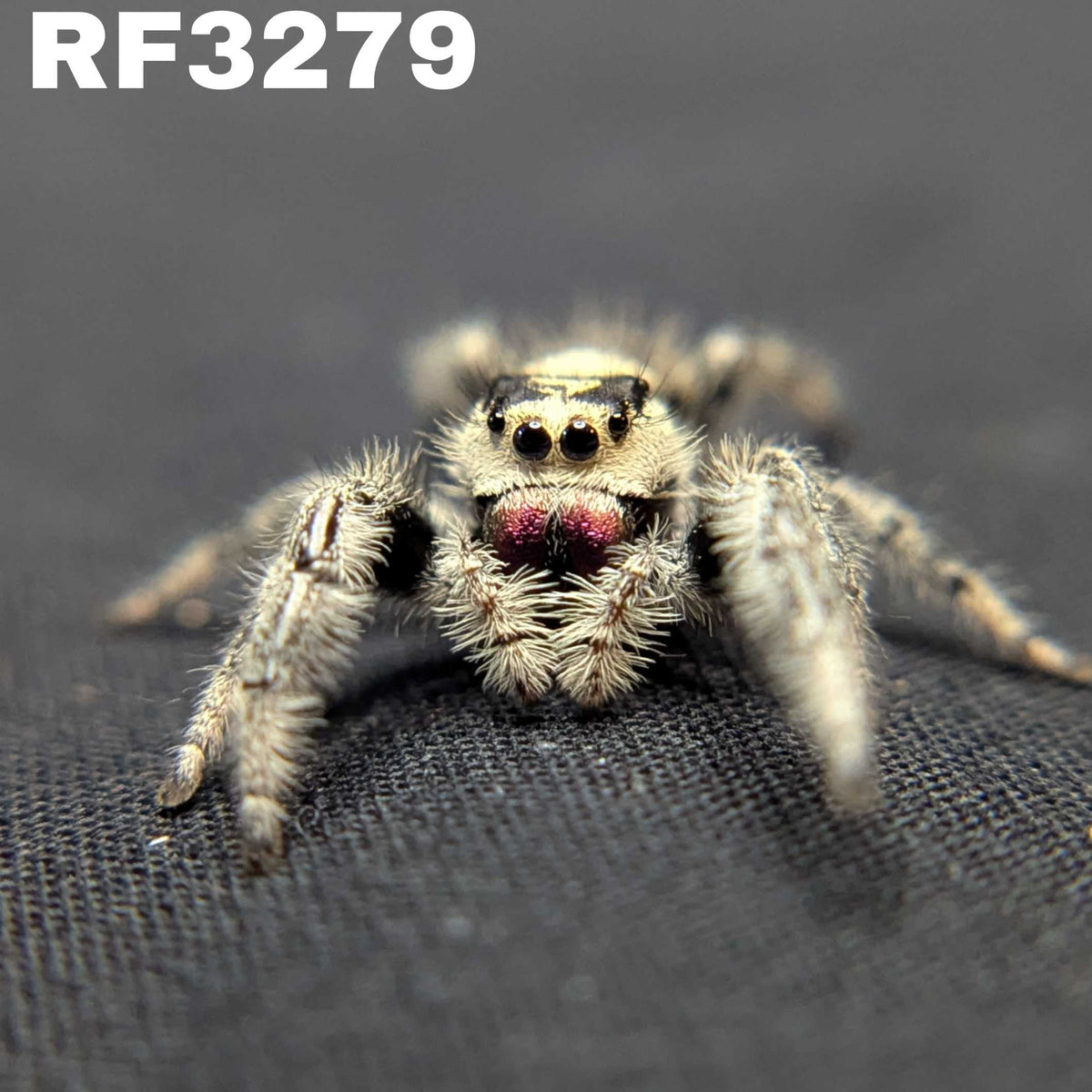 Regal Jumping Spider "Venom"