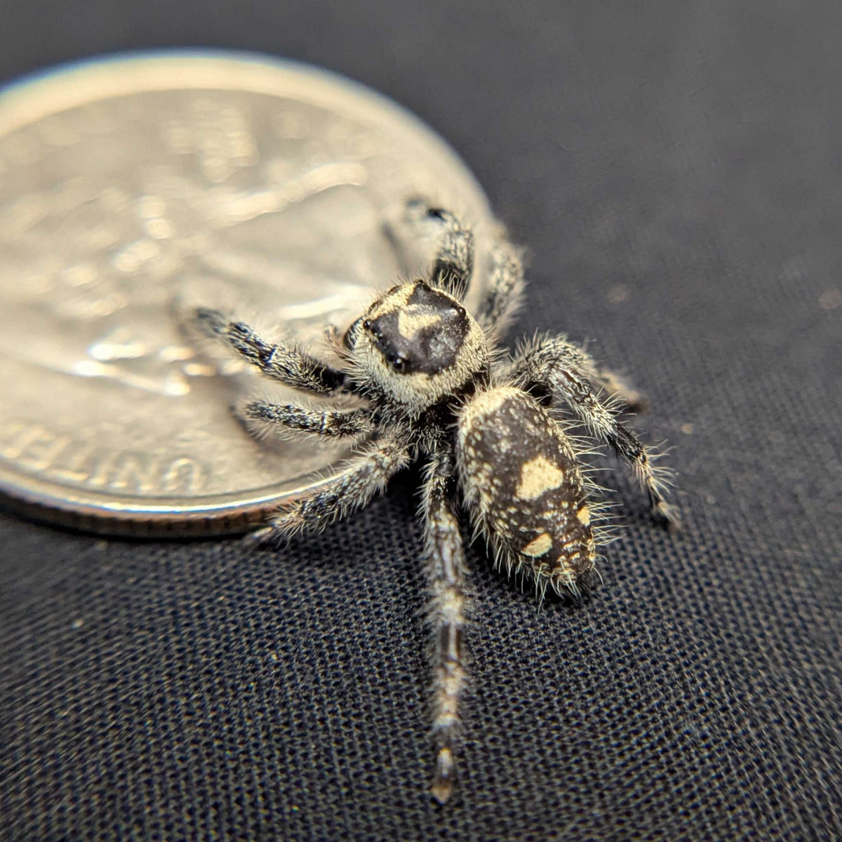 Regal Jumping Spider "Venom"
