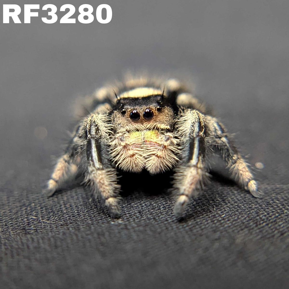 Regal Jumping Spider "Butternut"