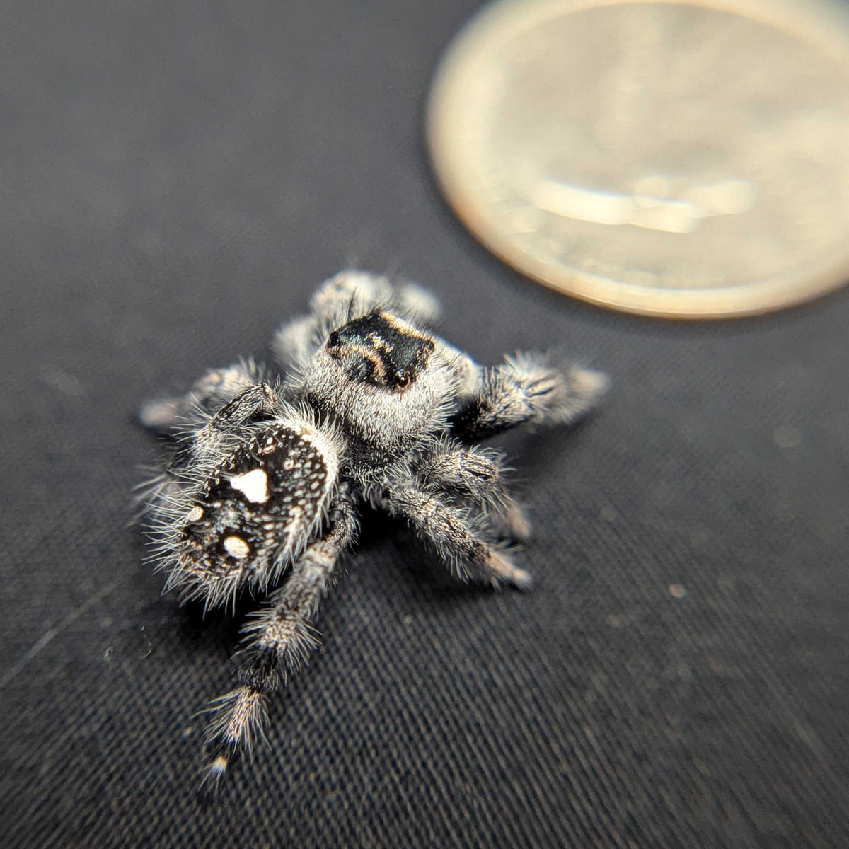 Regal Jumping Spider "Alaska”