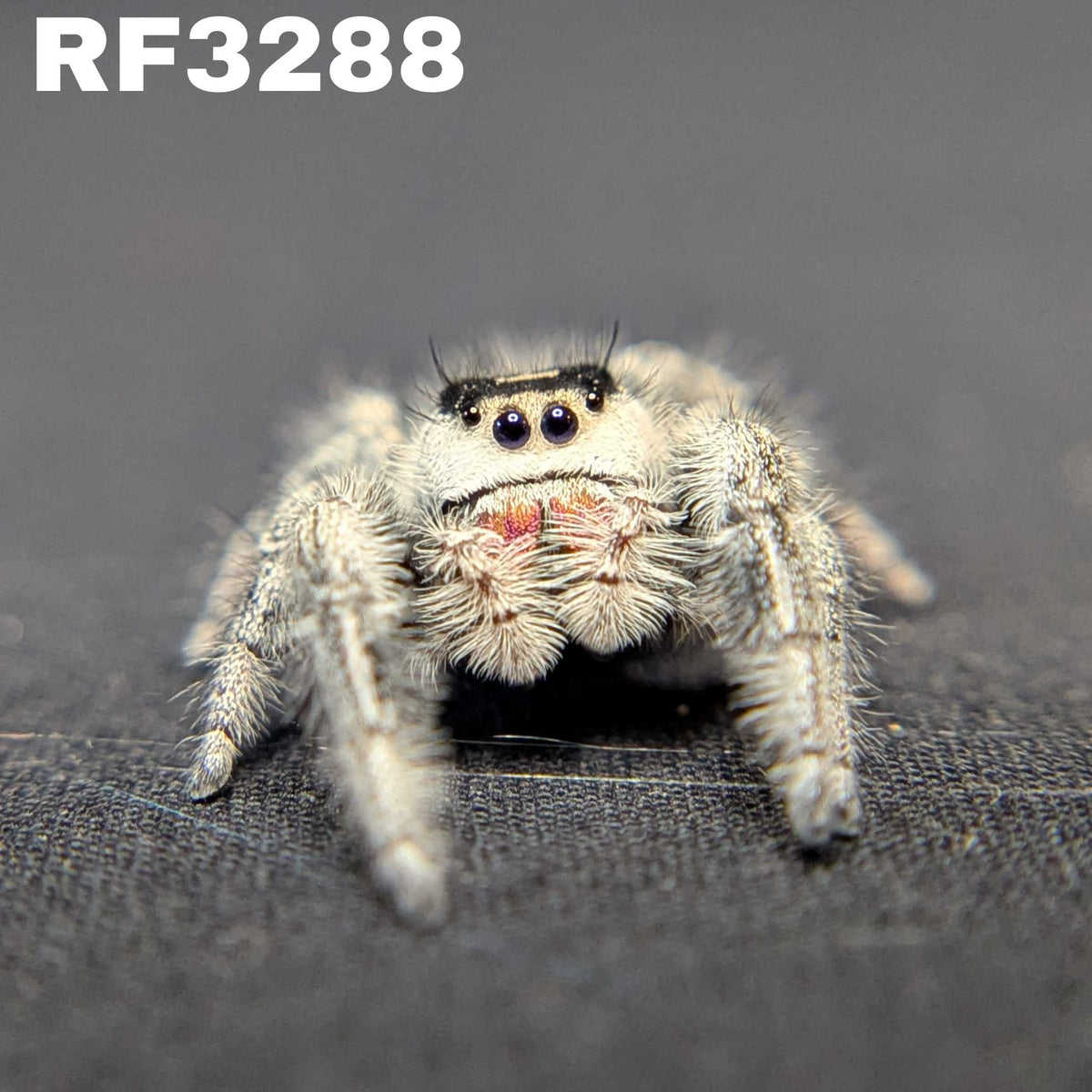 Regal Jumping Spider "Crystal”