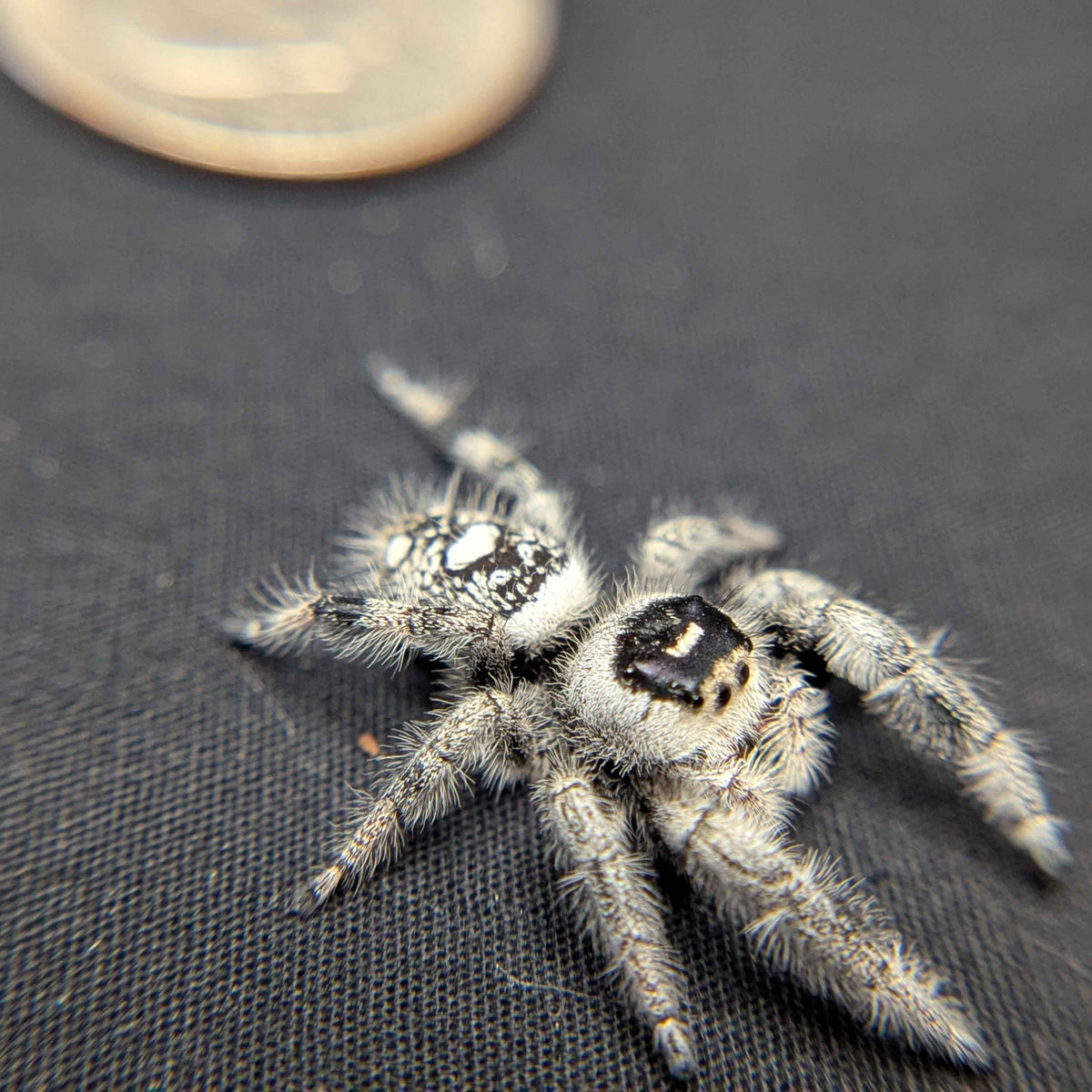 Regal Jumping Spider "Crystal”