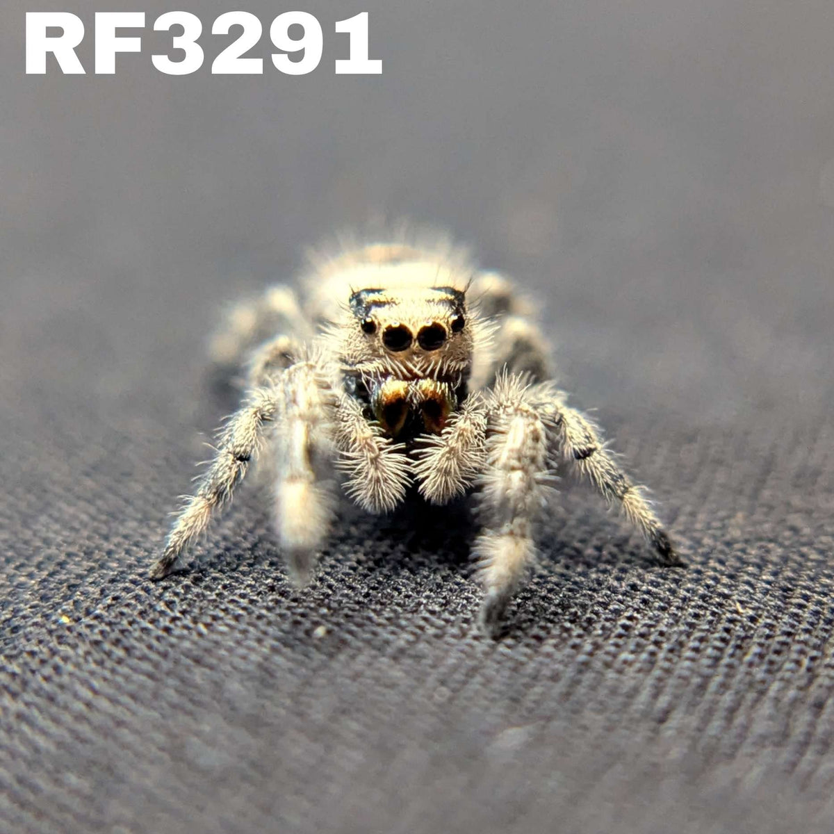 Regal Jumping Spider "Lucy”